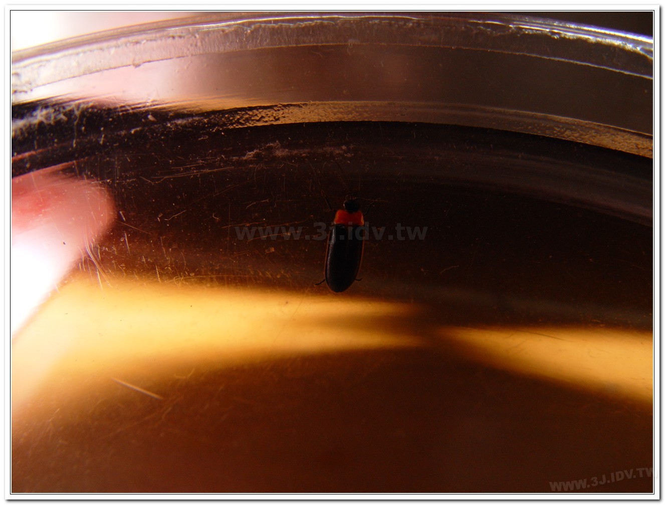 小紅胸黑翅螢(Luciola satoi)