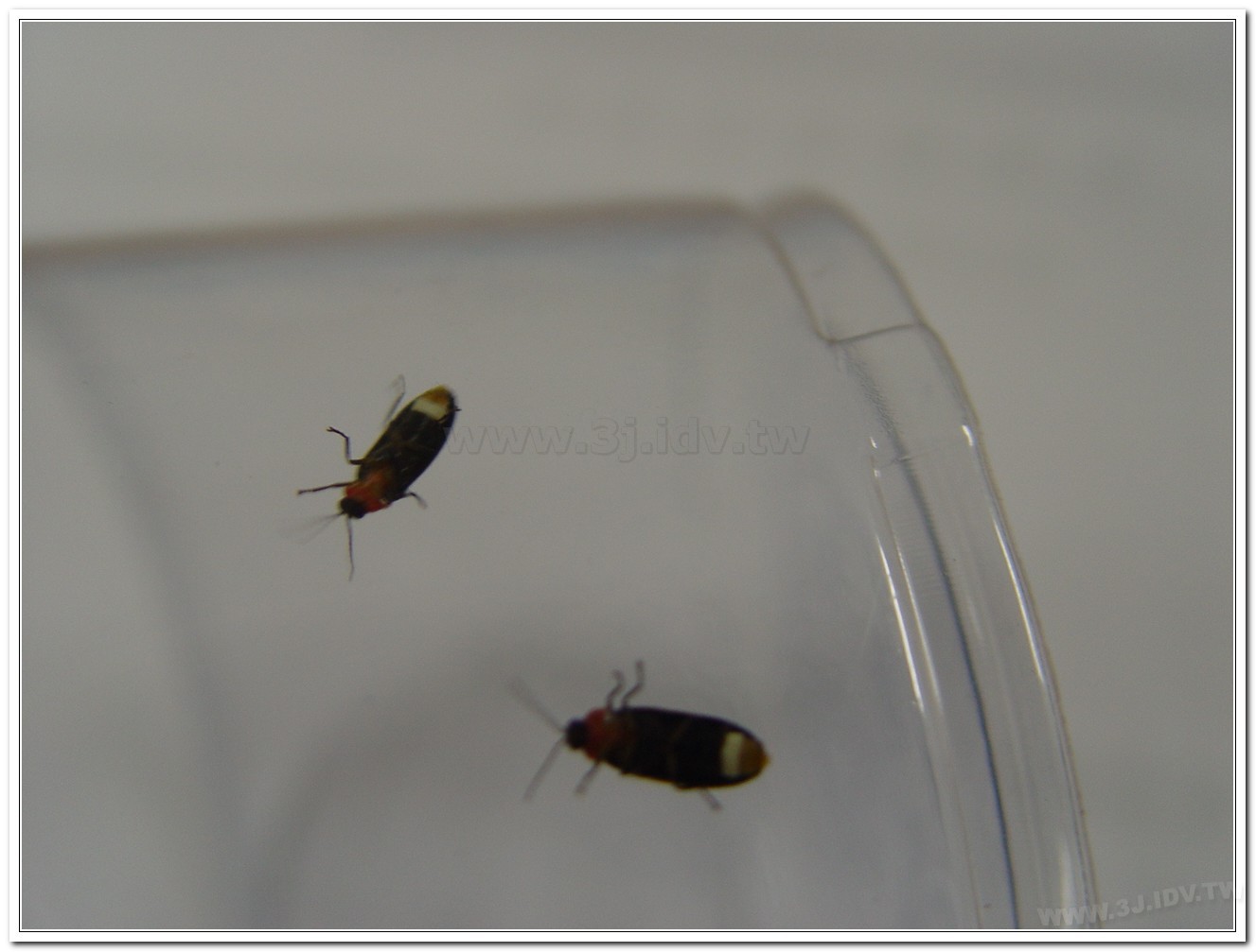 小紅胸黑翅螢(Luciola satoi)