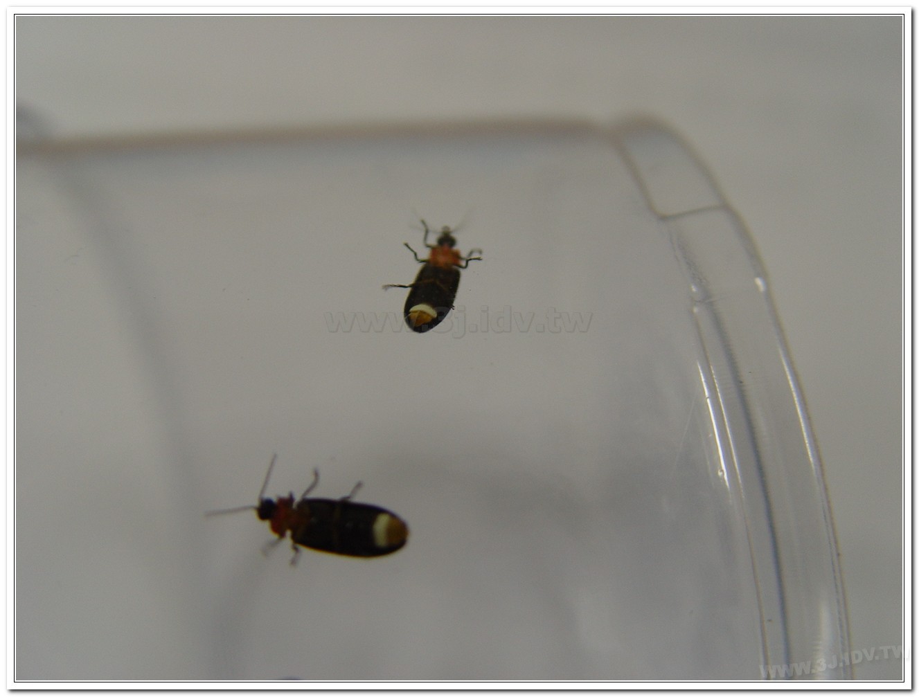 小紅胸黑翅螢(Luciola satoi)