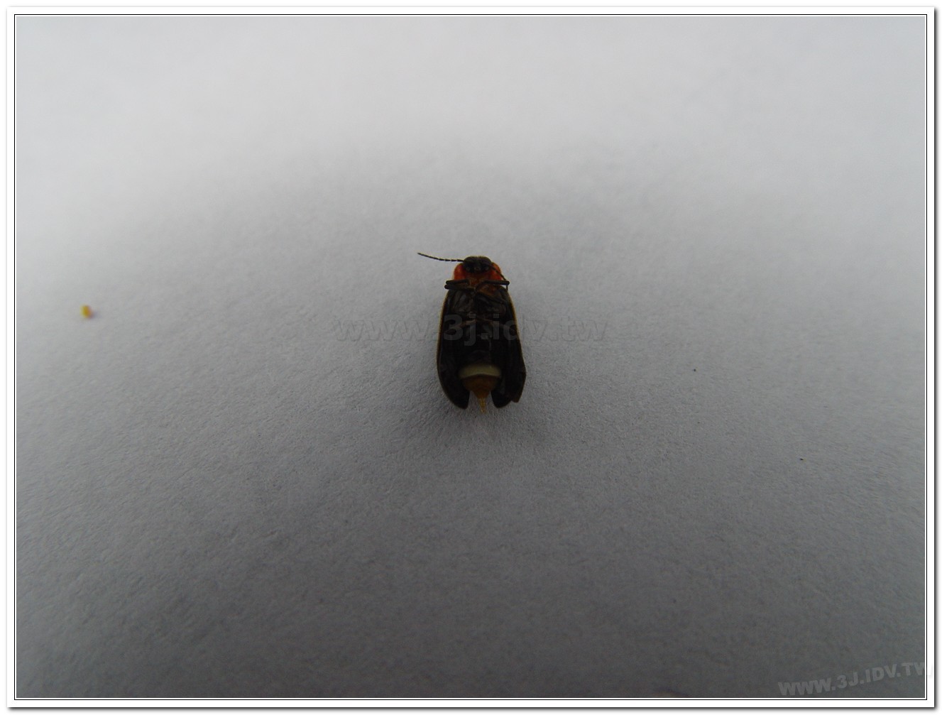 小紅胸黑翅螢(Luciola satoi)