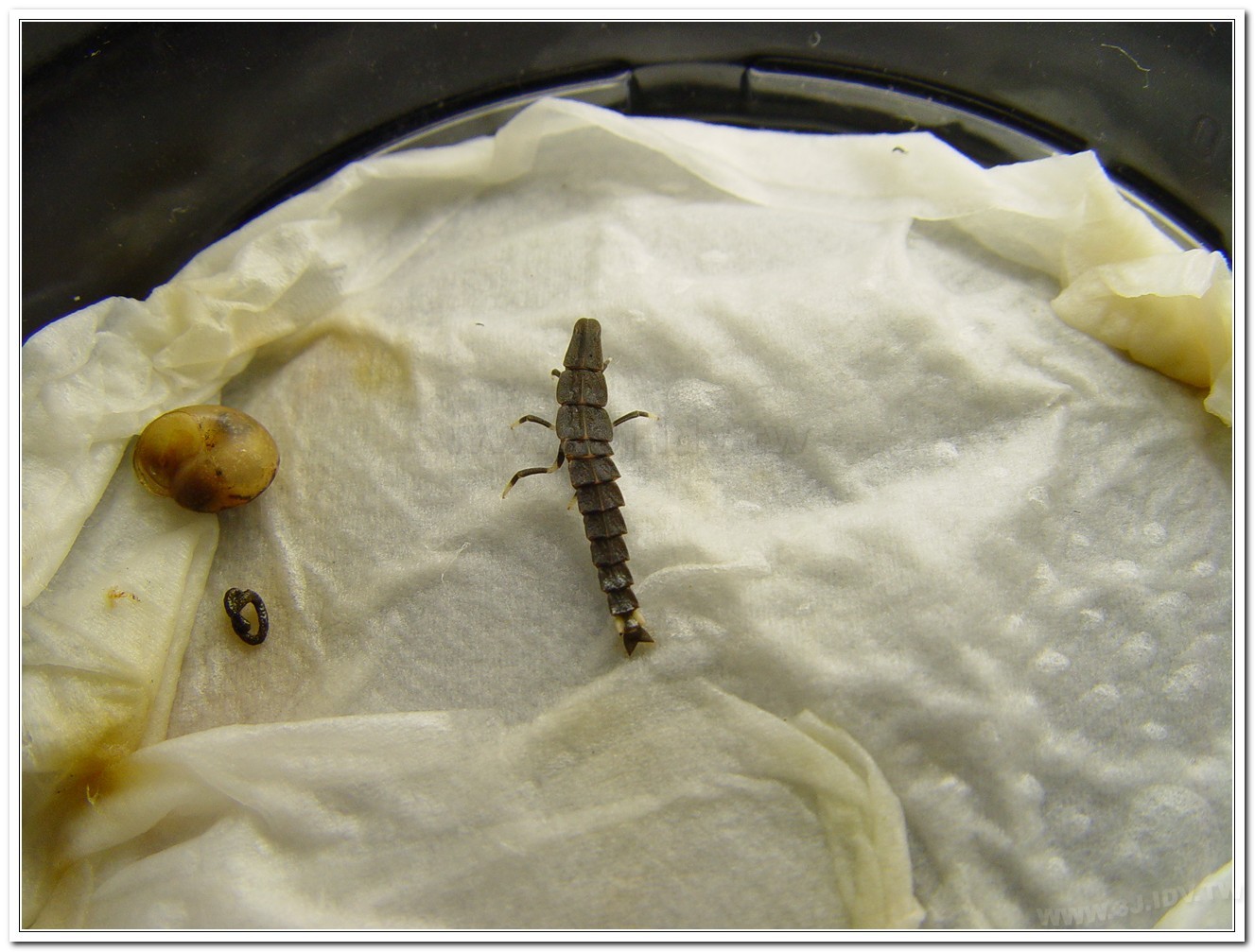 台灣山窗螢(Pyrocoelia praetexta)