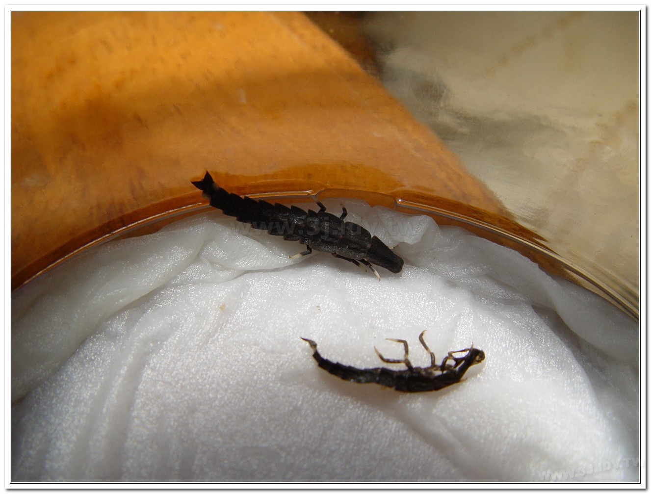 台灣山窗螢(Pyrocoelia praetexta)