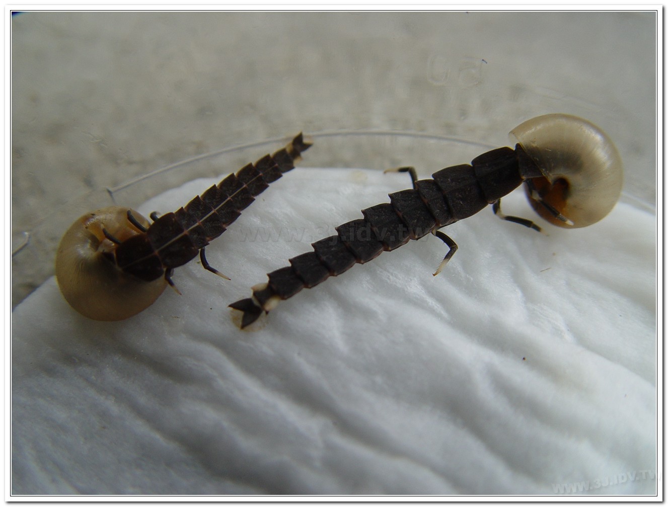 台灣山窗螢(Pyrocoelia praetexta)