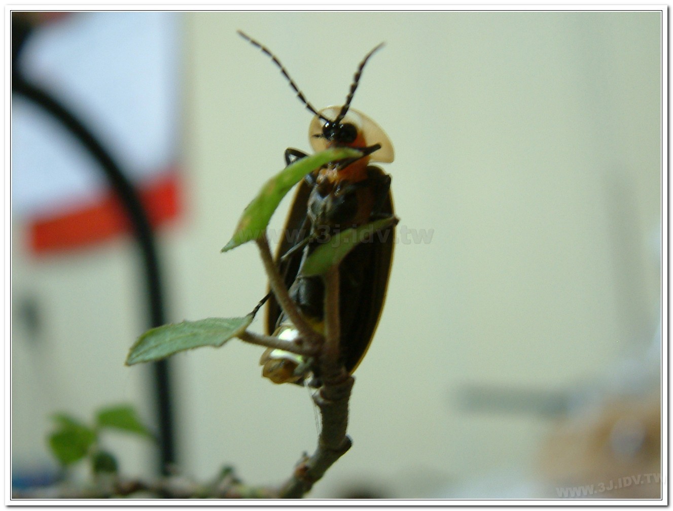 台灣山窗螢(Pyrocoelia praetexta)