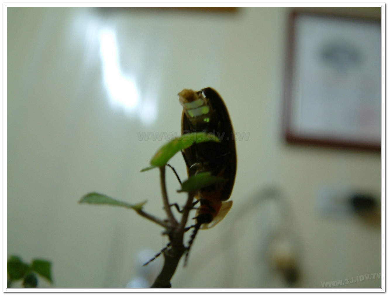 台灣山窗螢(Pyrocoelia praetexta)