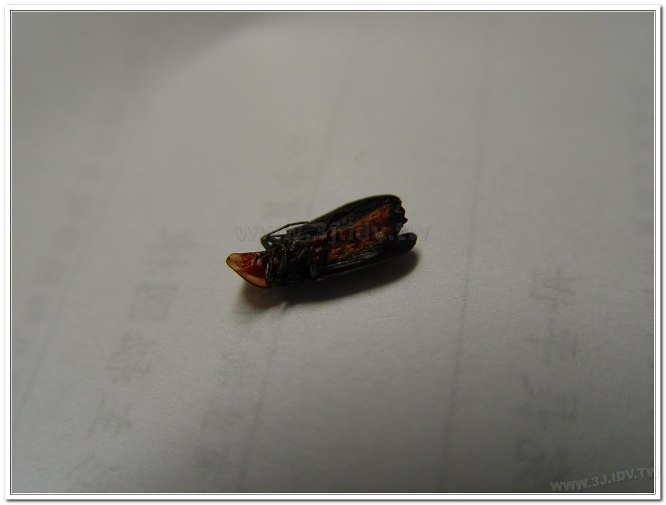 赤腹窗螢(Pyrocoelia sanguiniventer)