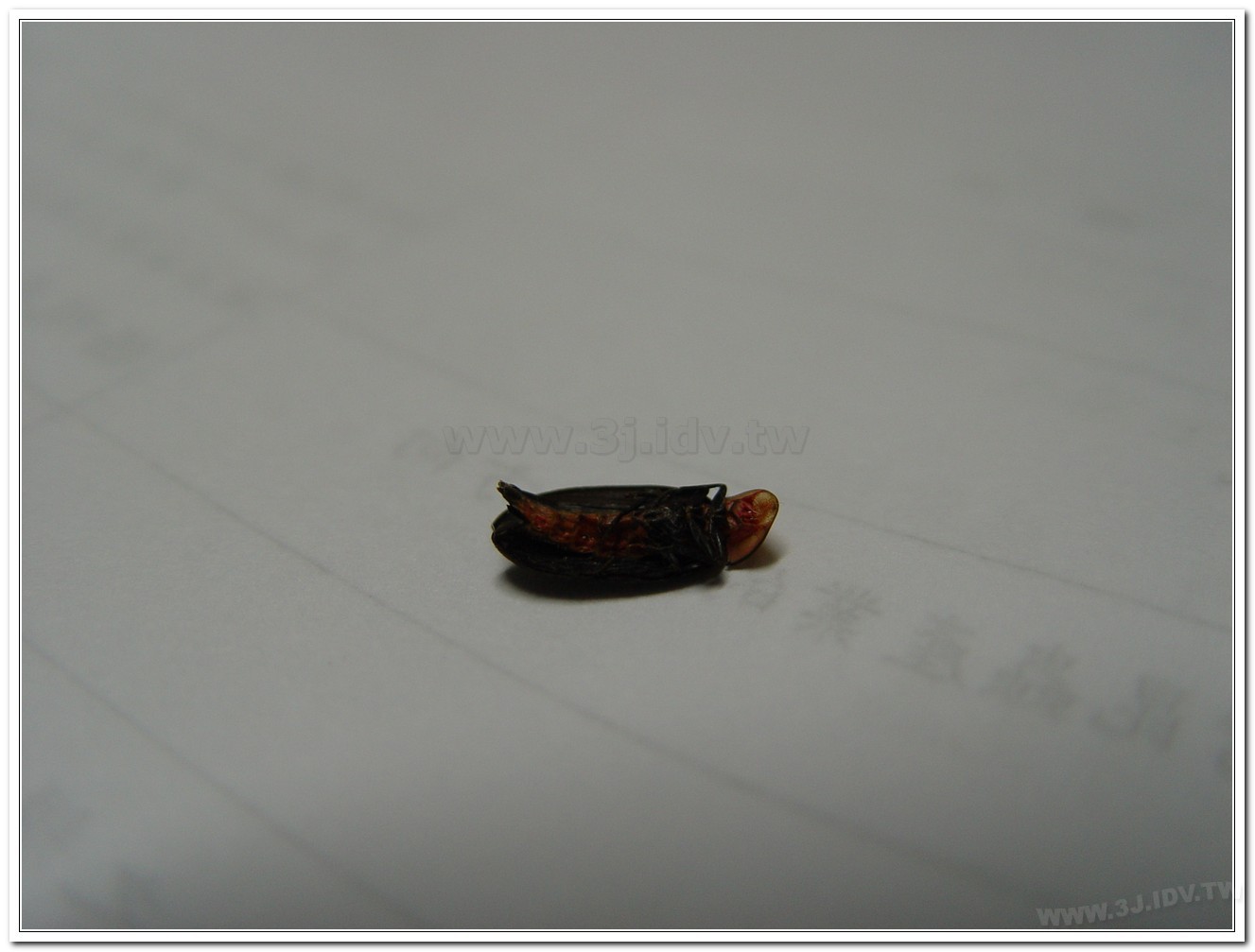 赤腹窗螢(Pyrocoelia sanguiniventer)