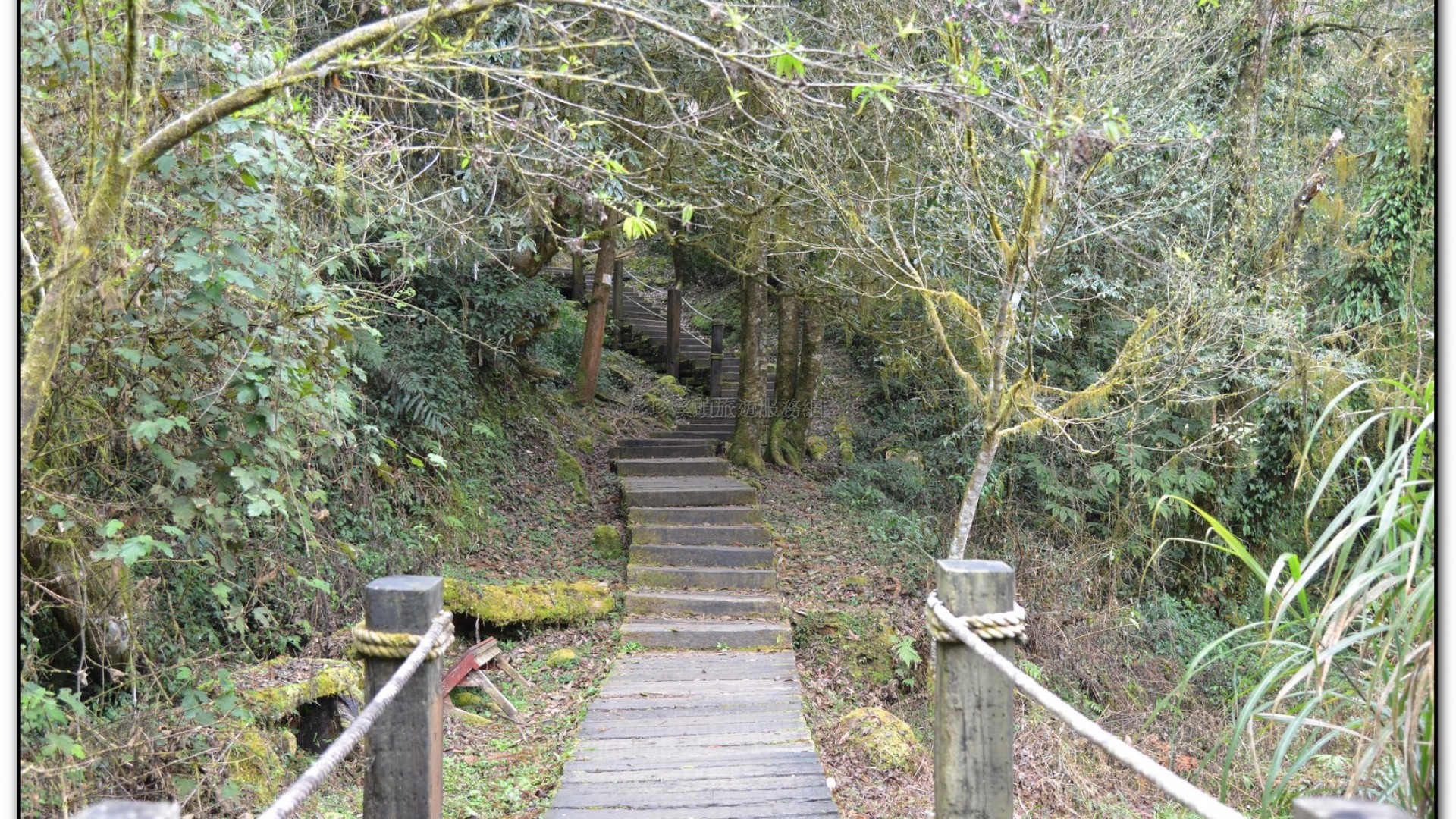 千古紅檜-杉林溪旅遊景點