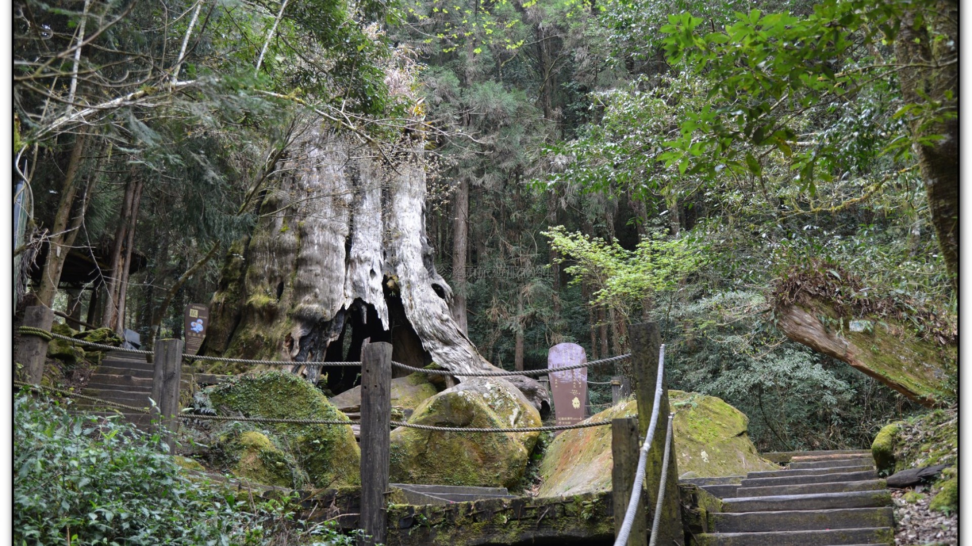 千古紅檜-杉林溪旅遊景點