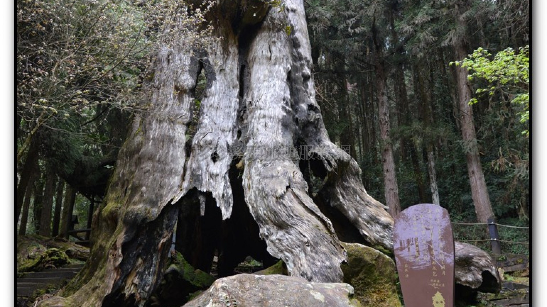 千古紅檜-杉林溪旅遊景點