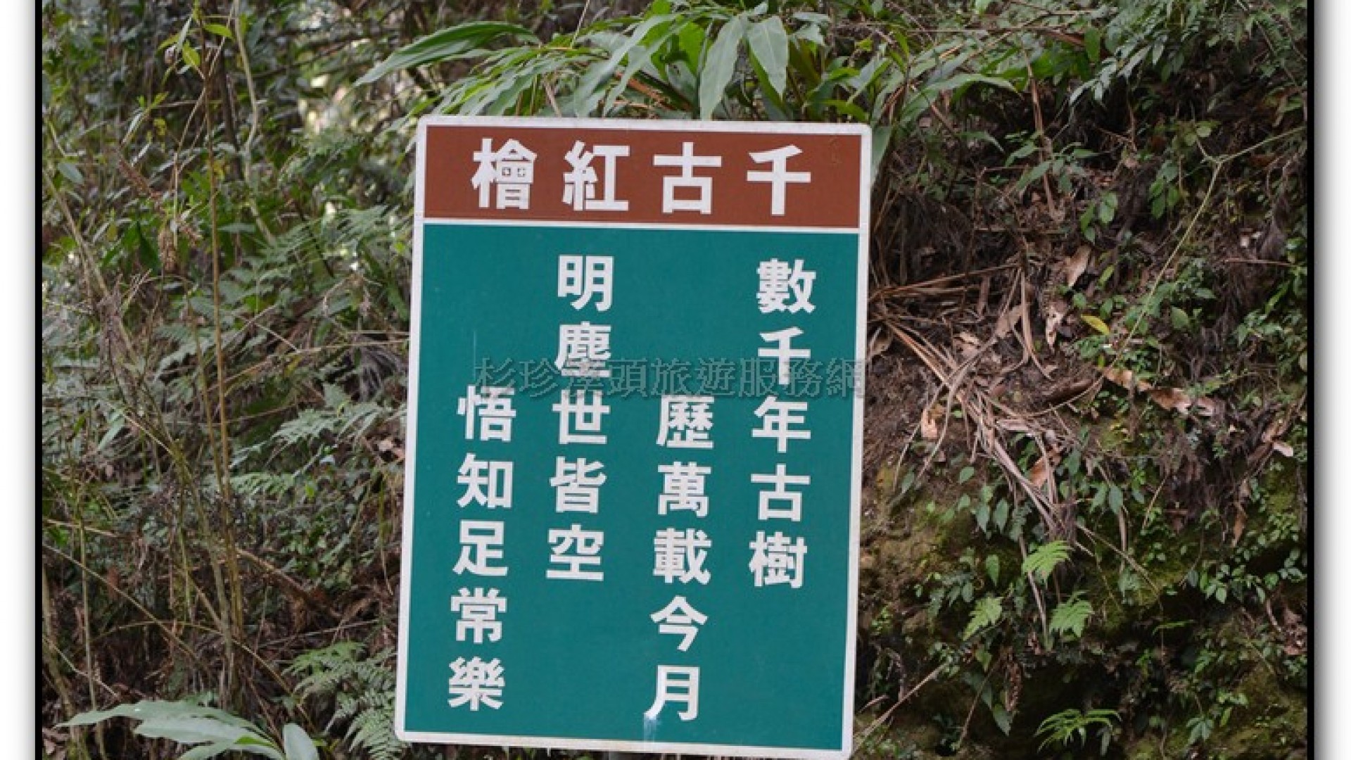 千古紅檜-杉林溪旅遊景點