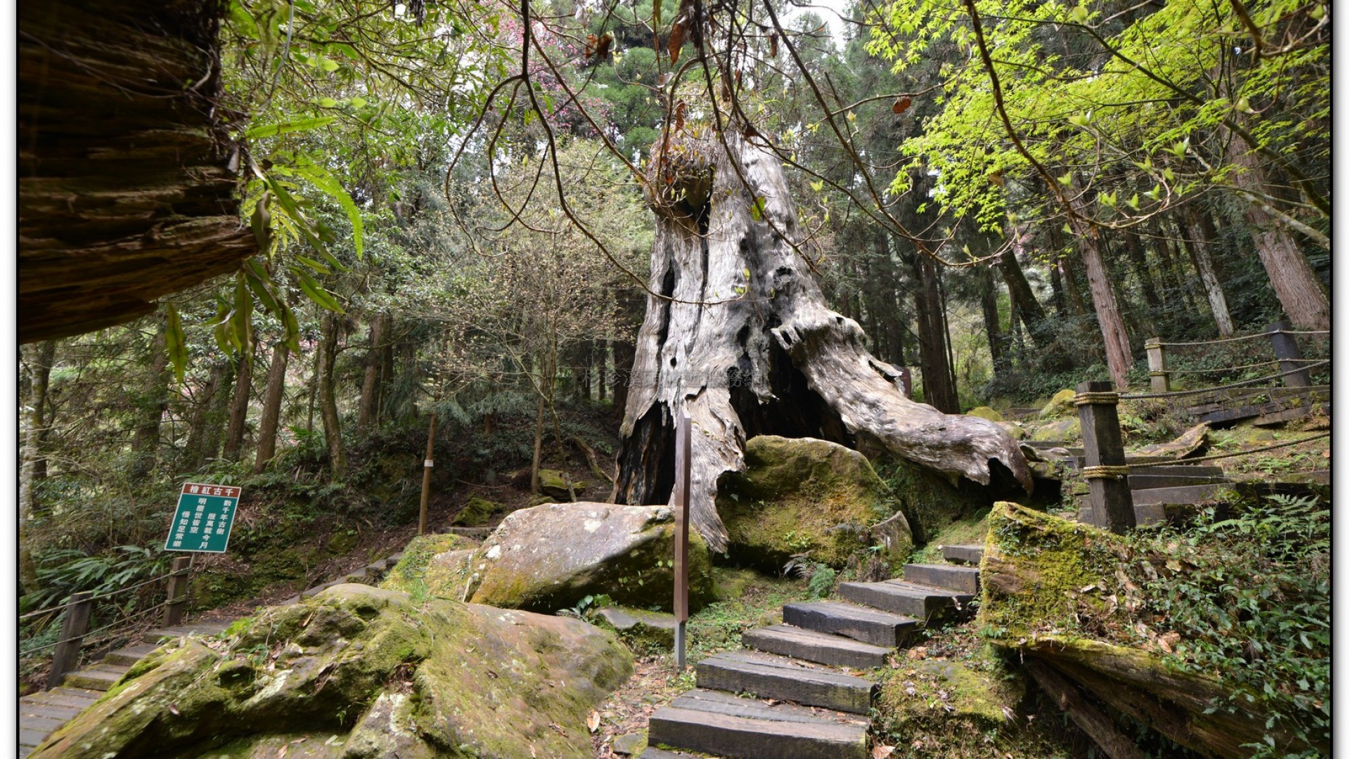 千古紅檜-杉林溪旅遊景點