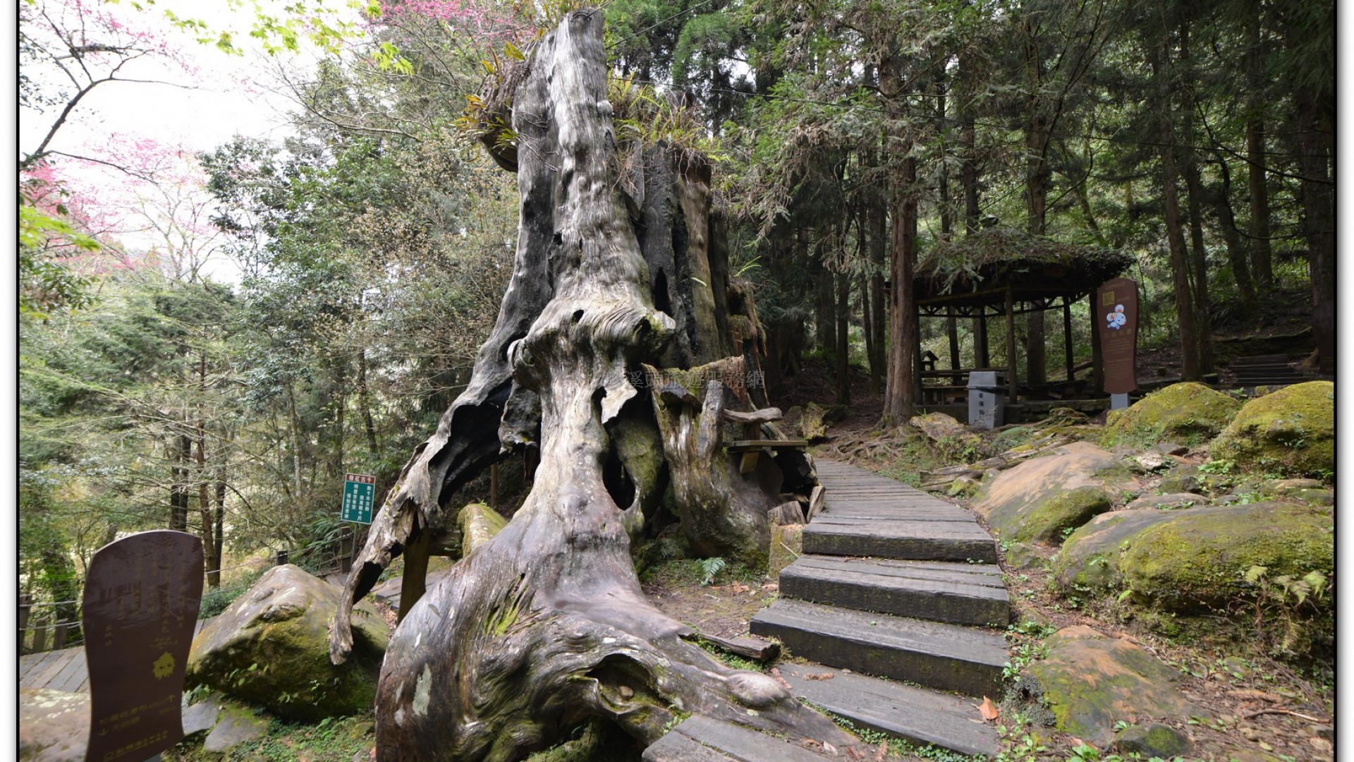 千古紅檜-杉林溪旅遊景點