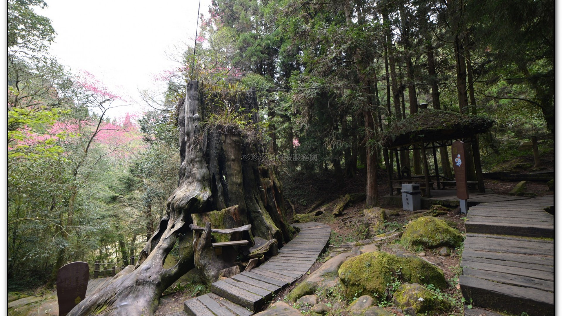 千古紅檜-杉林溪旅遊景點