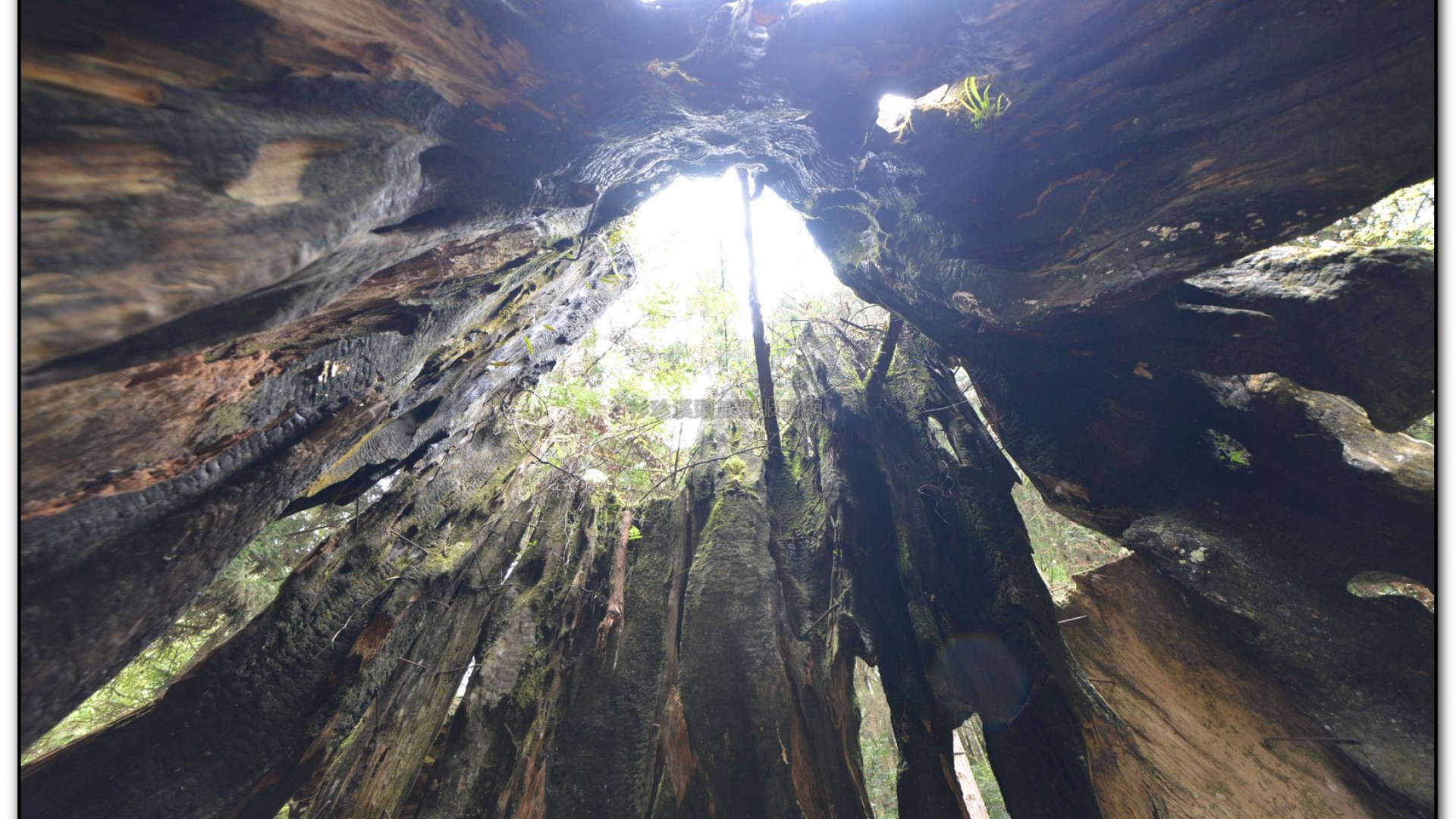 千古紅檜-杉林溪旅遊景點