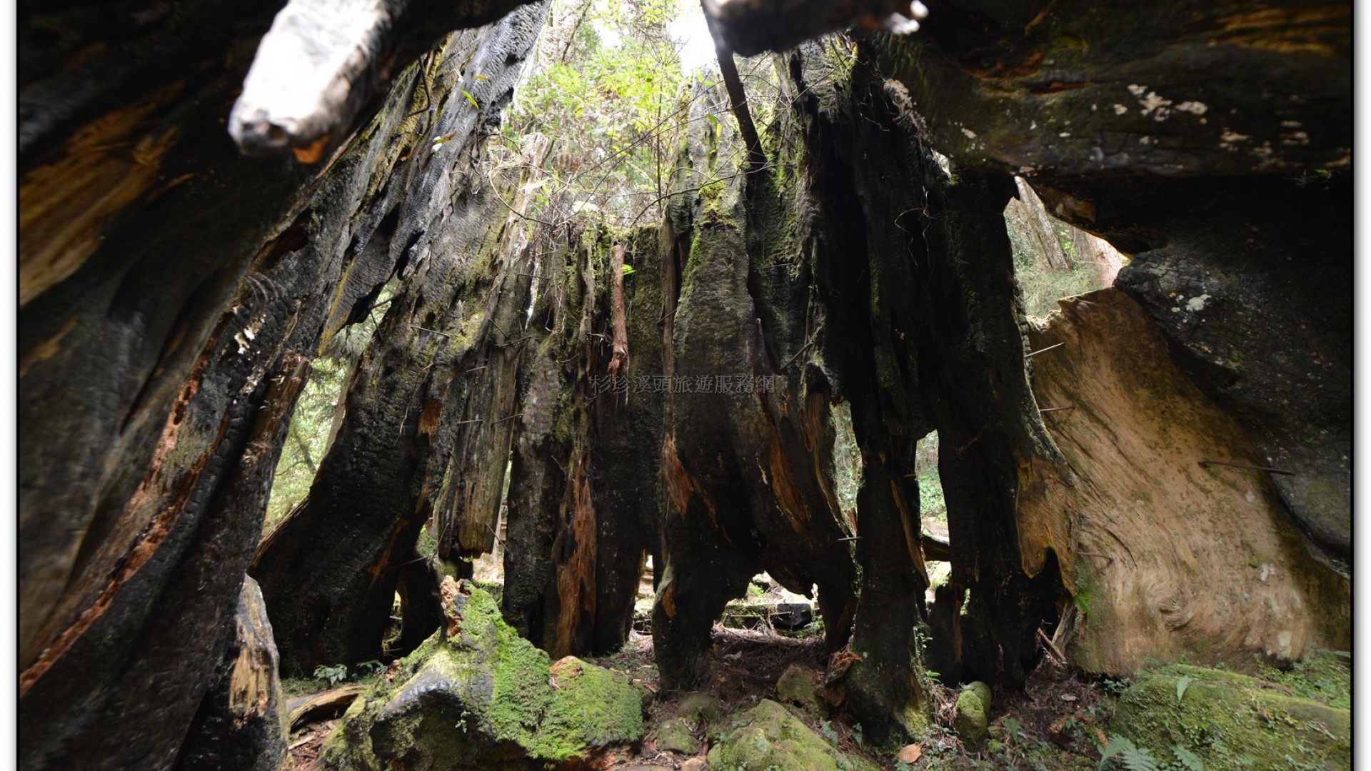千古紅檜-杉林溪旅遊景點