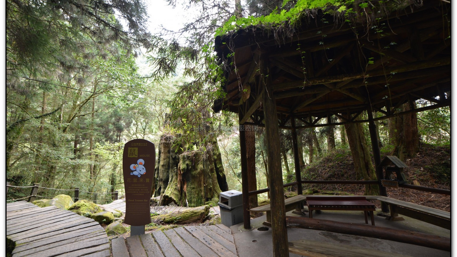 千古紅檜-杉林溪旅遊景點