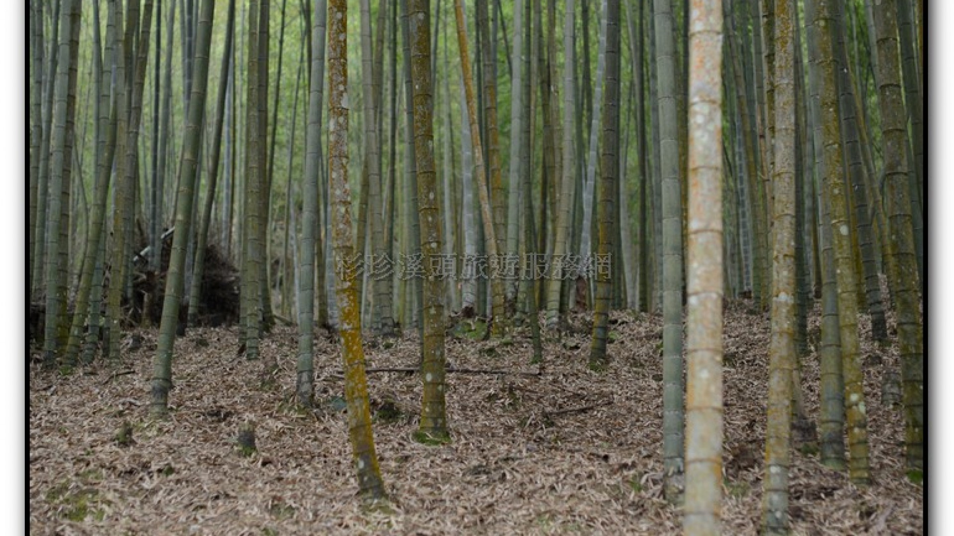 銀杏森林-杉林溪旅遊景點