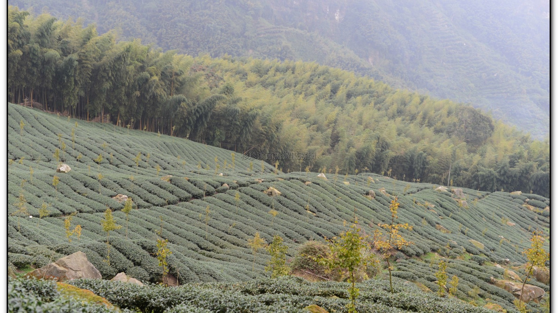 銀杏森林-杉林溪旅遊景點