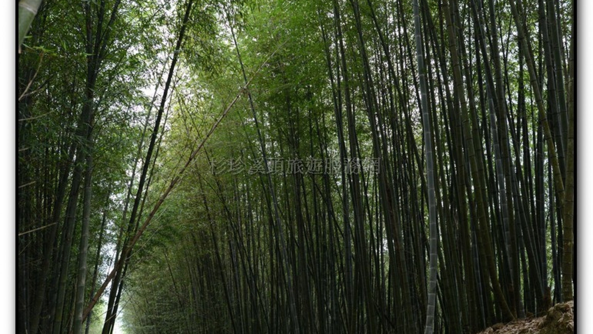 銀杏森林-杉林溪旅遊景點