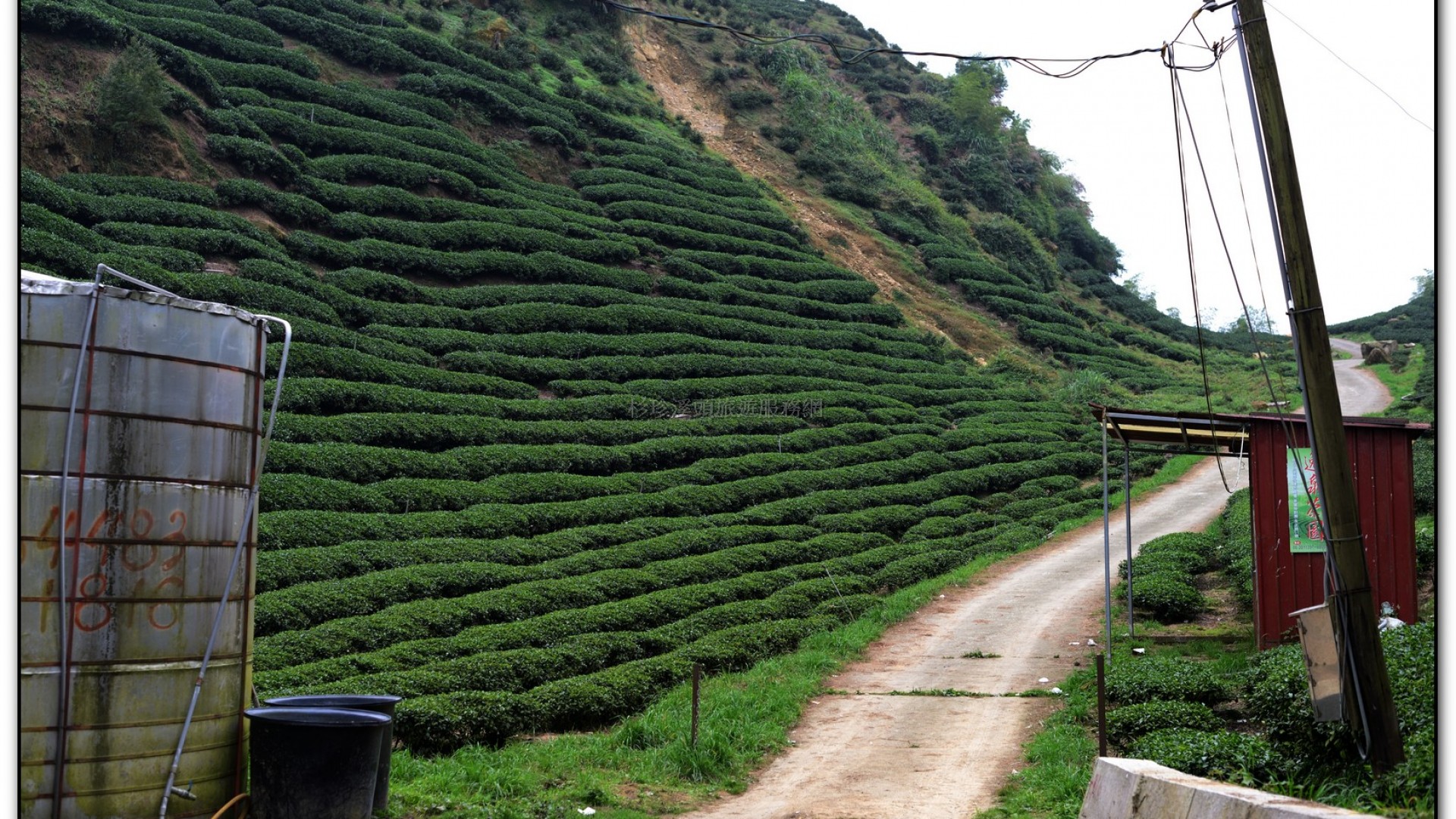 銀杏森林-杉林溪旅遊景點
