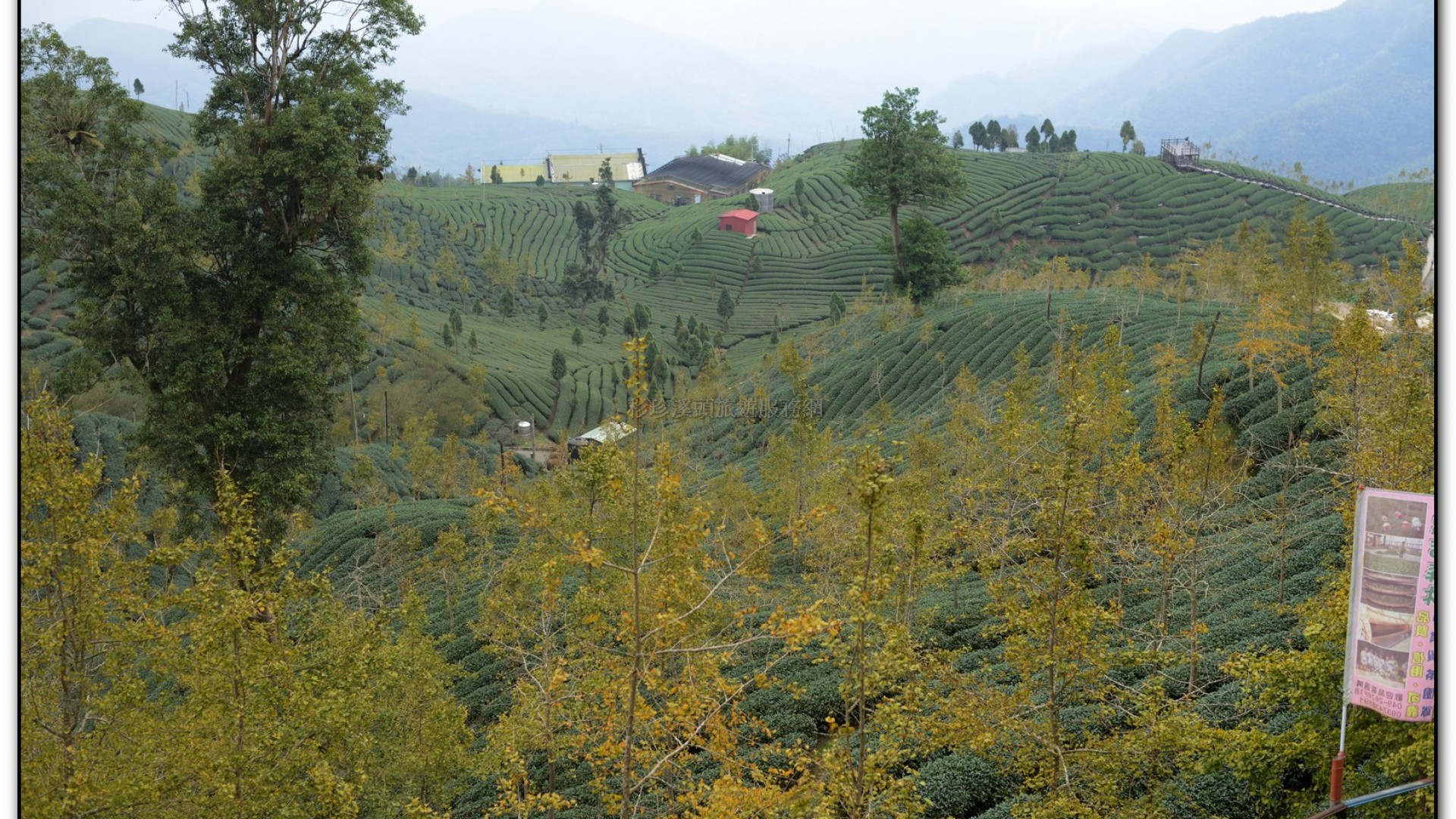 銀杏森林-杉林溪旅遊景點