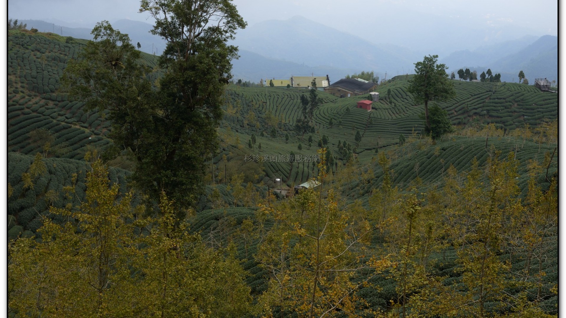 銀杏森林-杉林溪旅遊景點