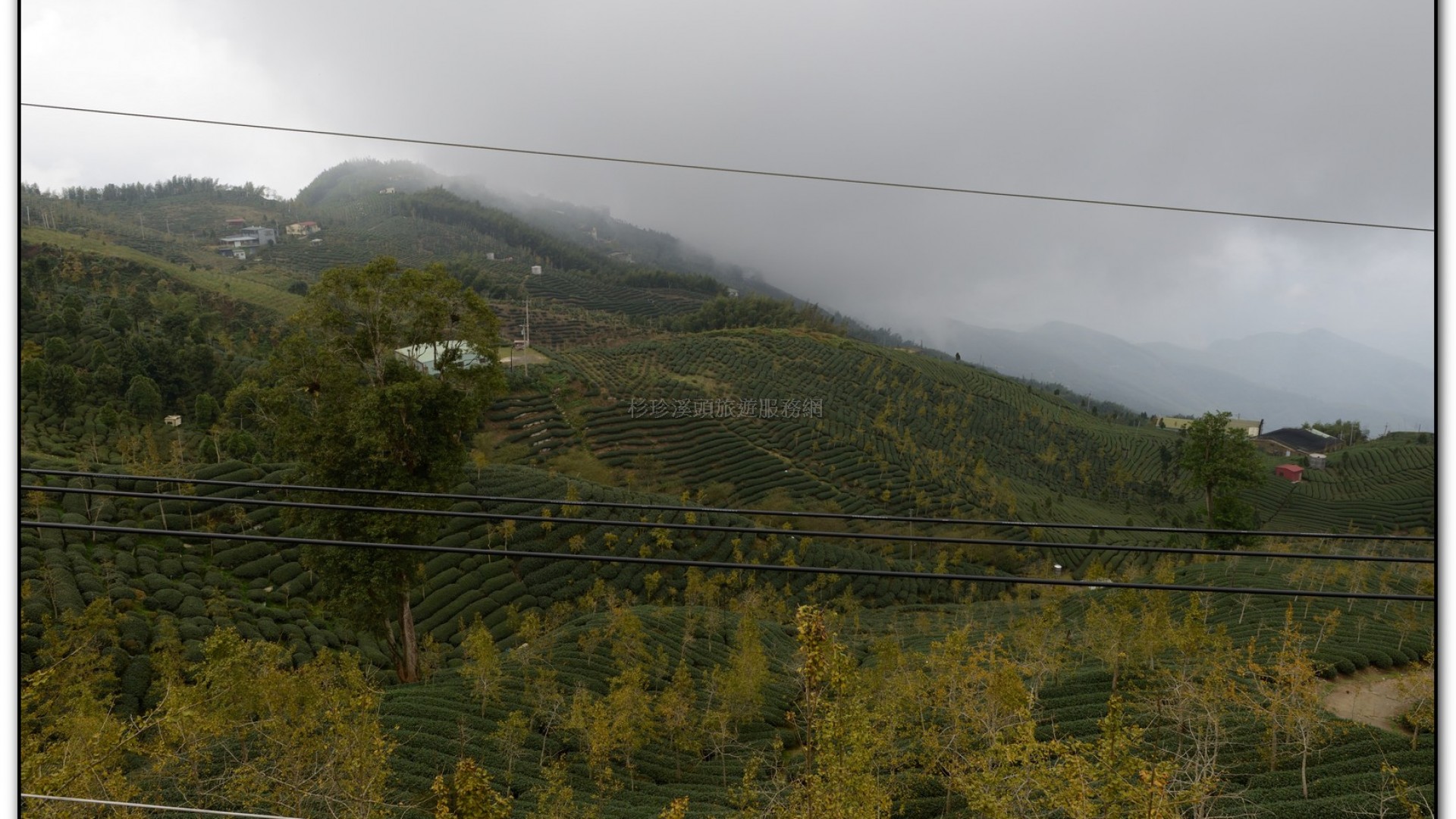 銀杏森林-杉林溪旅遊景點
