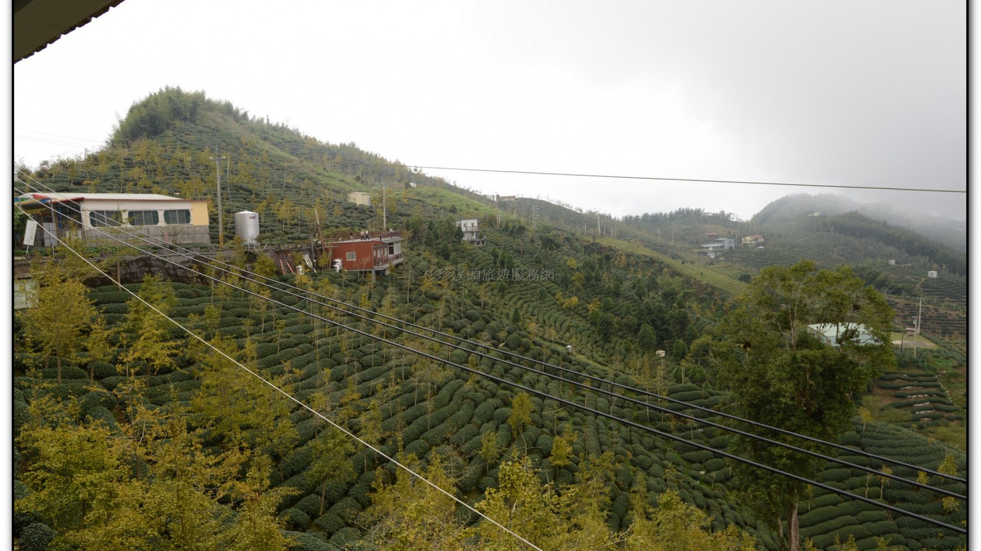 銀杏森林-杉林溪旅遊景點