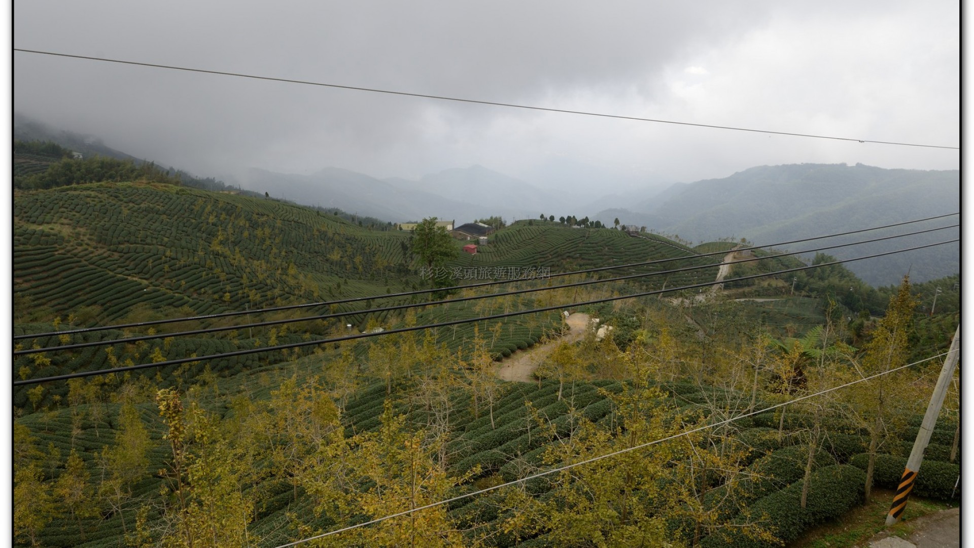 銀杏森林-杉林溪旅遊景點