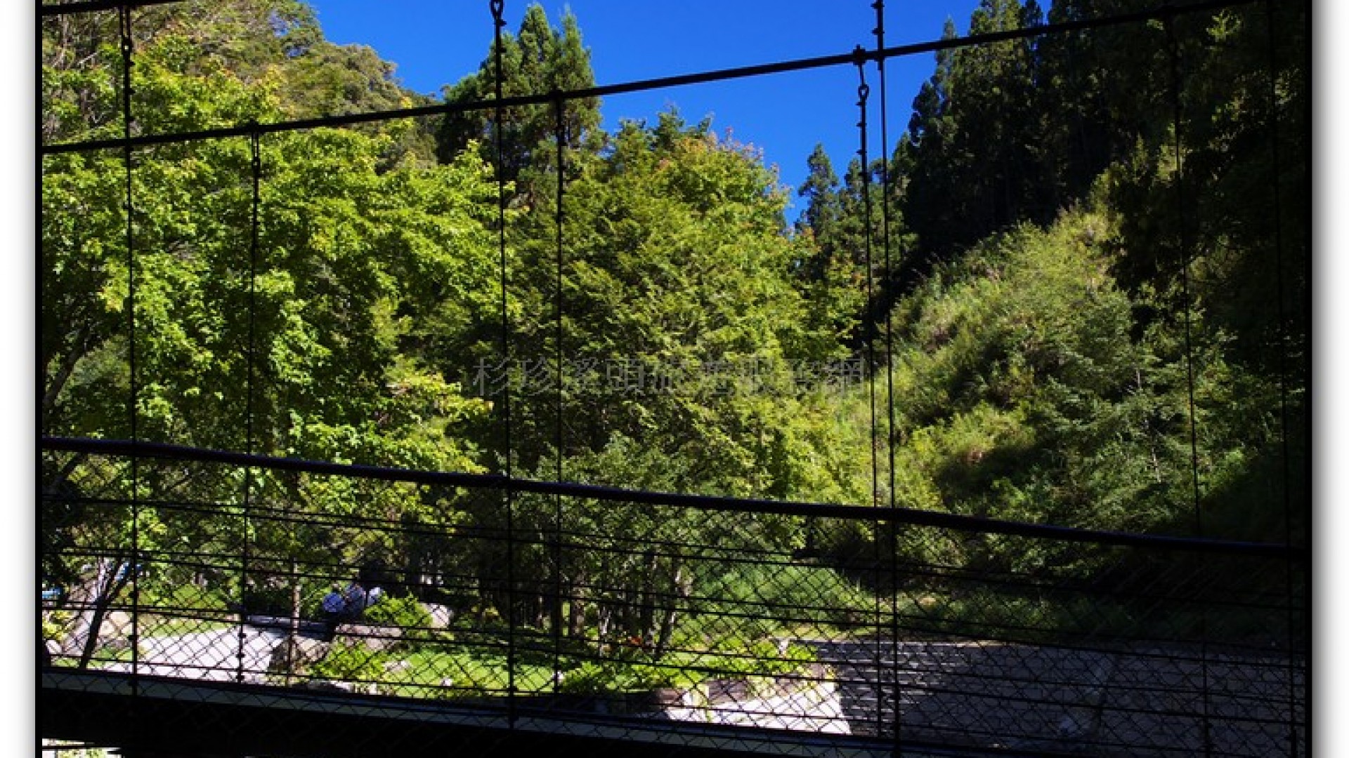 九九吊橋-杉林溪旅遊景點