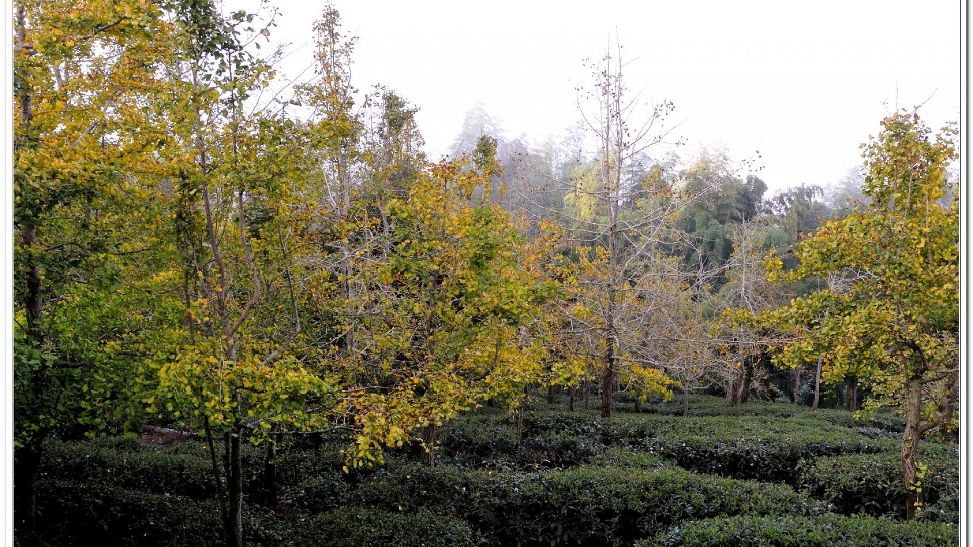 2014武岫農場夕陽、雲海