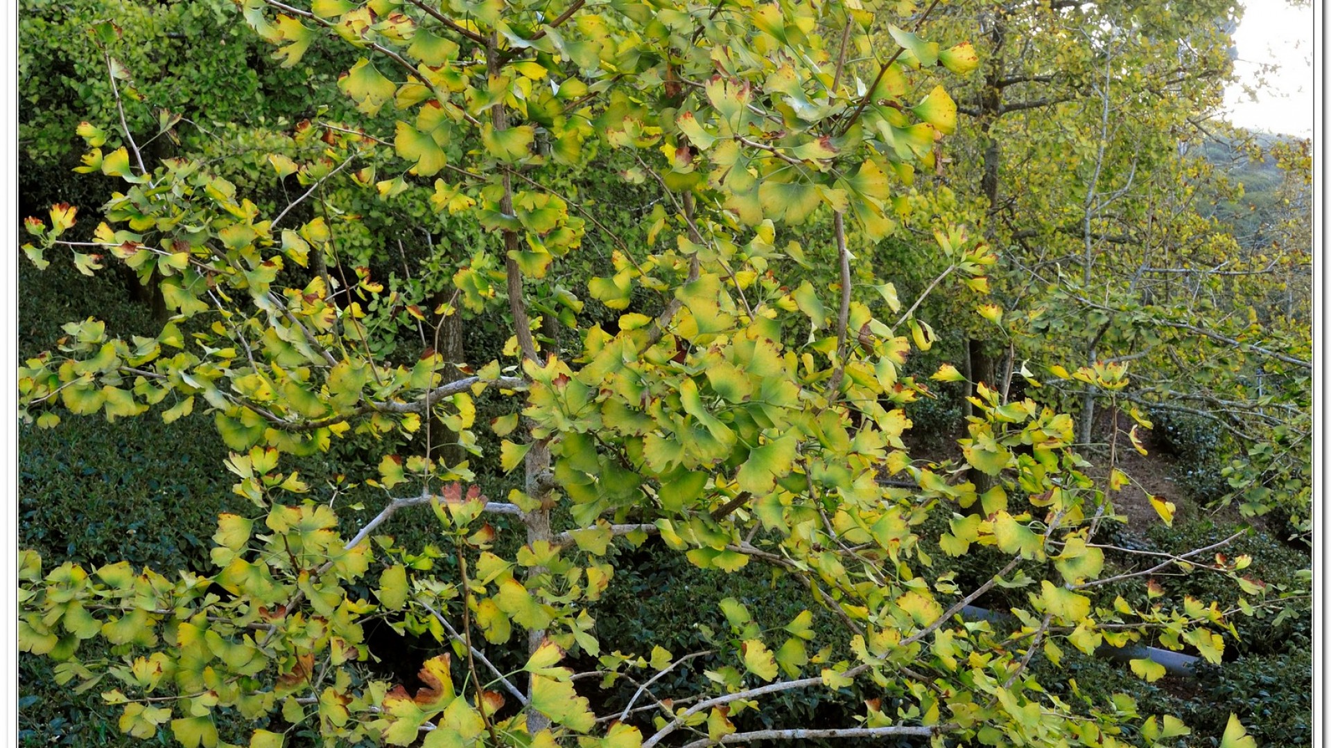 2014武岫農場夕陽、雲海