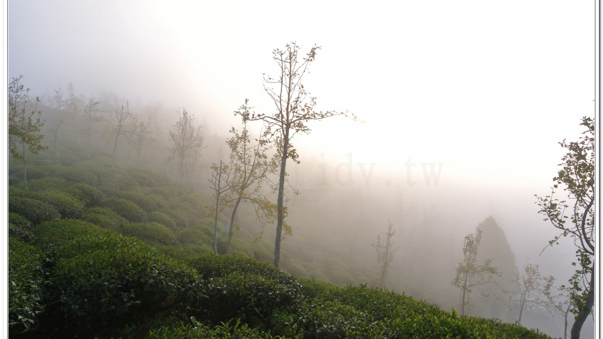 2014武岫農場夕陽、雲海