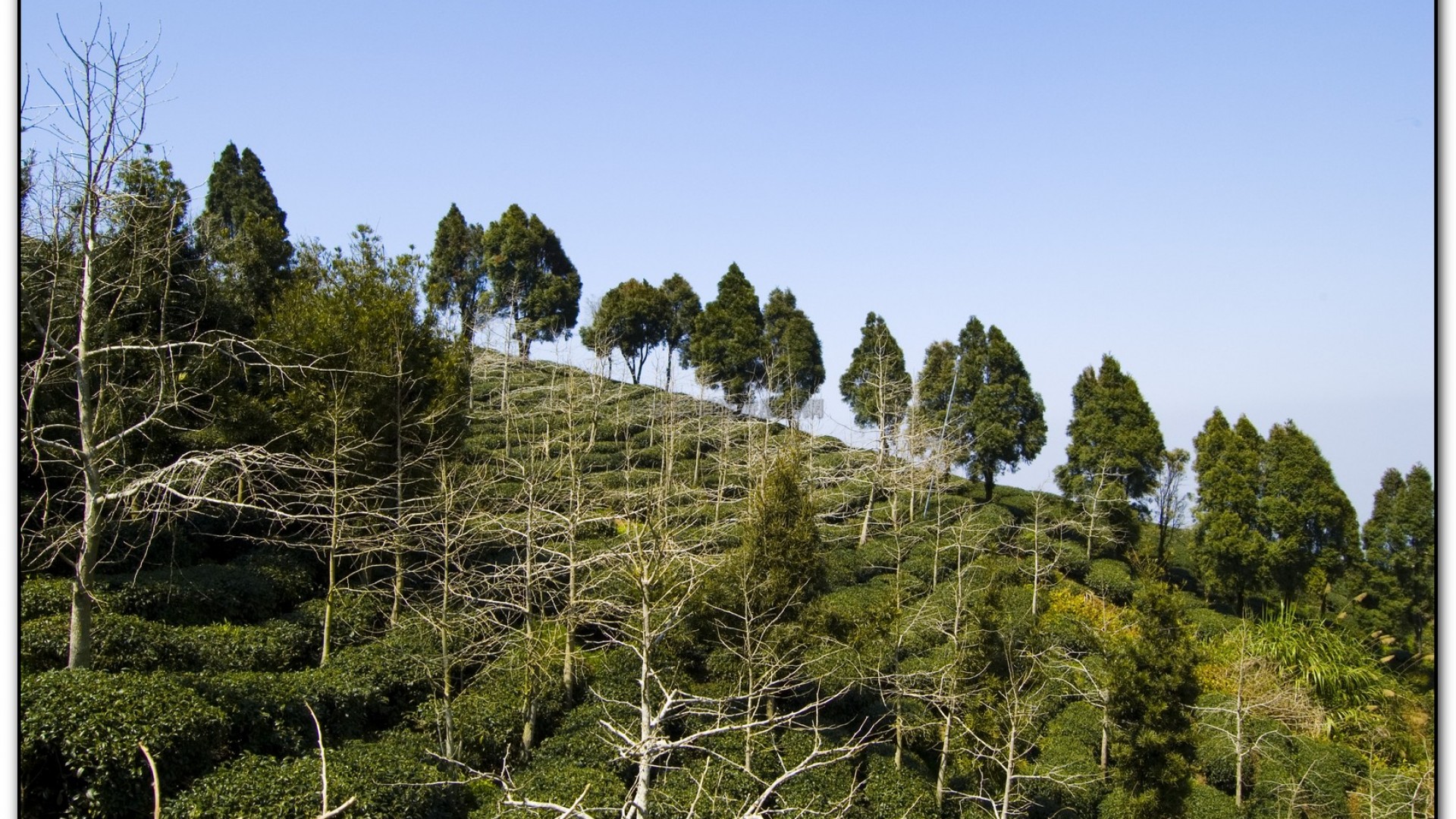 武岫農場-杉林溪旅遊景點