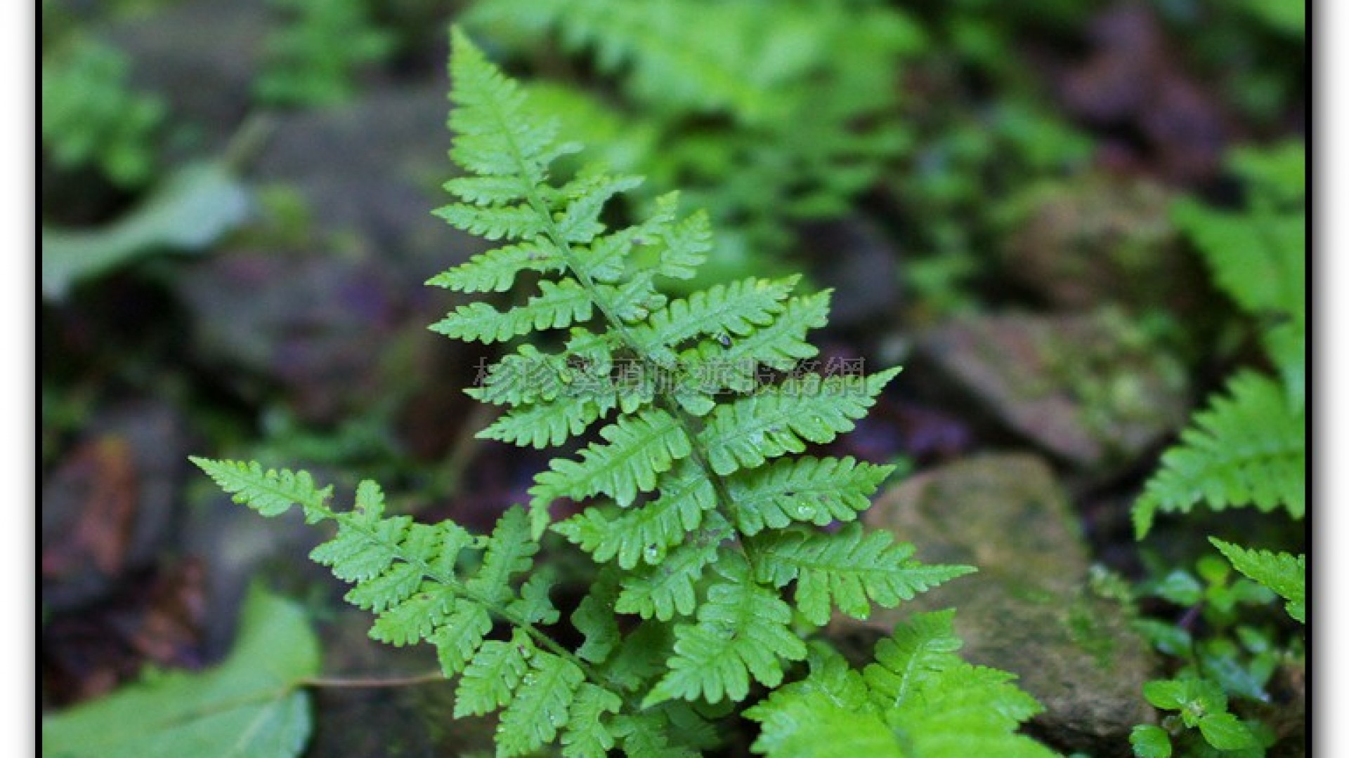 燕庵瀑布-杉林溪旅遊景點