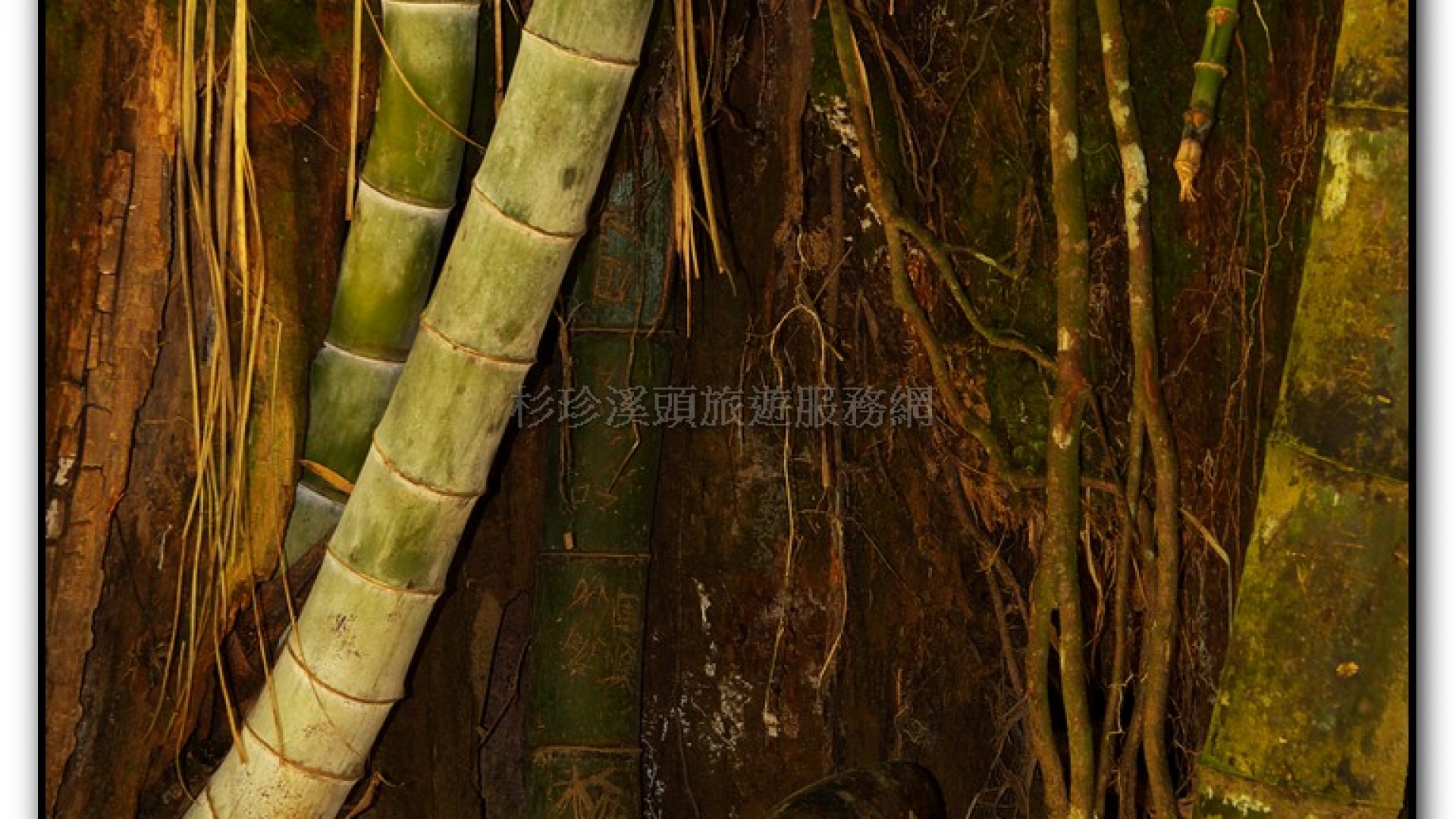 能屈能伸-杉林溪旅遊景點