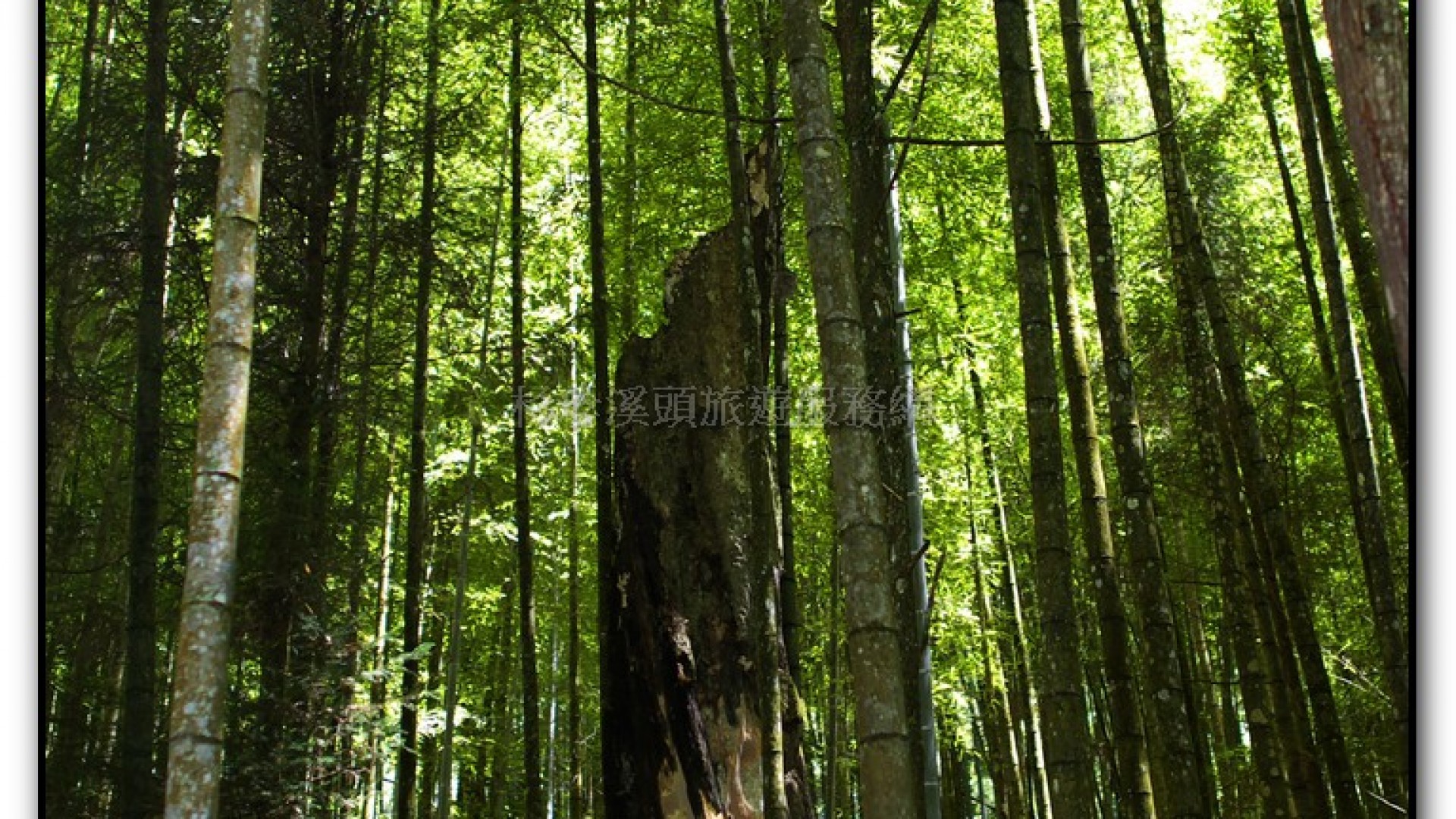 能屈能伸-杉林溪旅遊景點