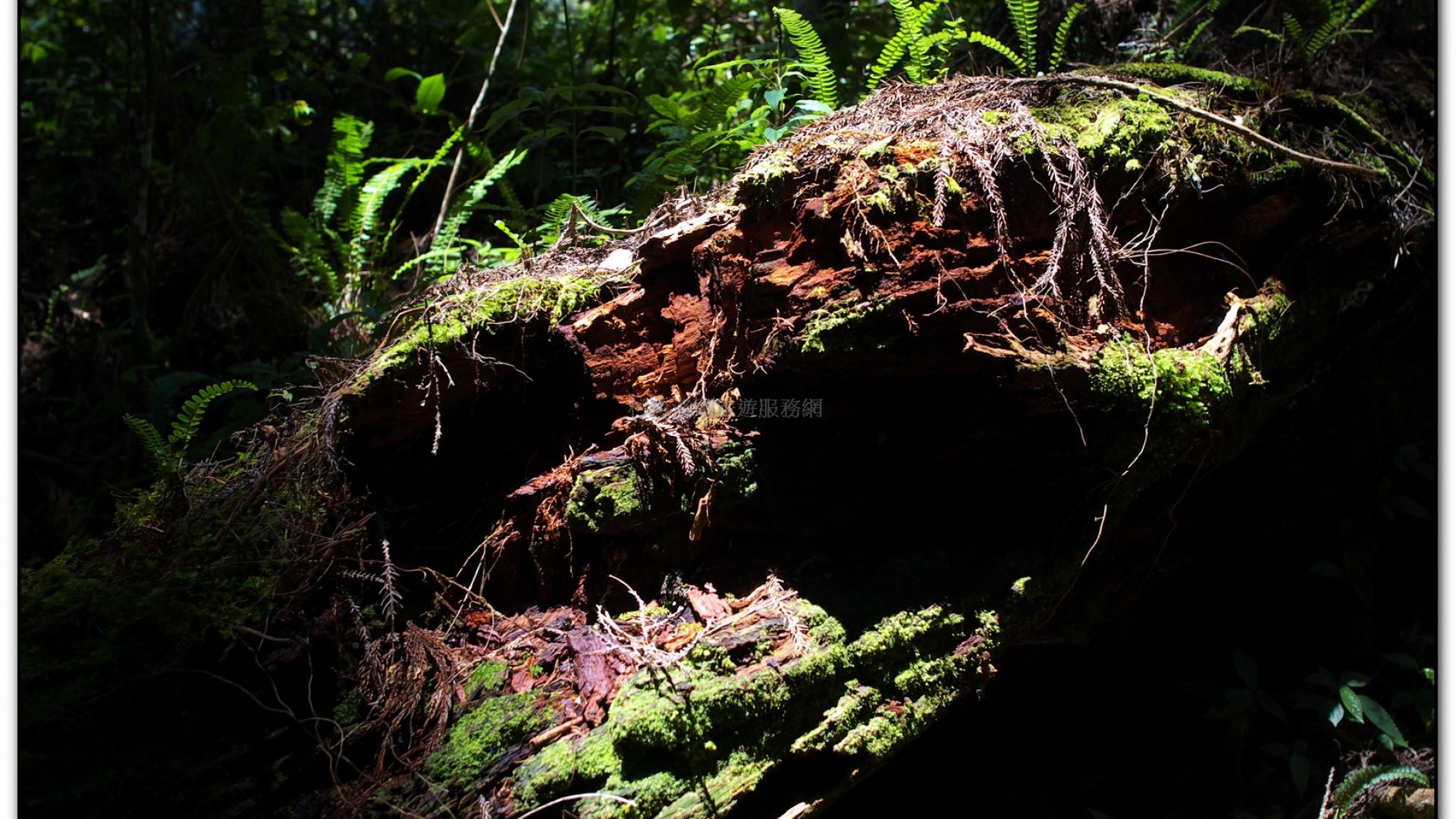 青龍瀑布-杉林溪旅遊景點