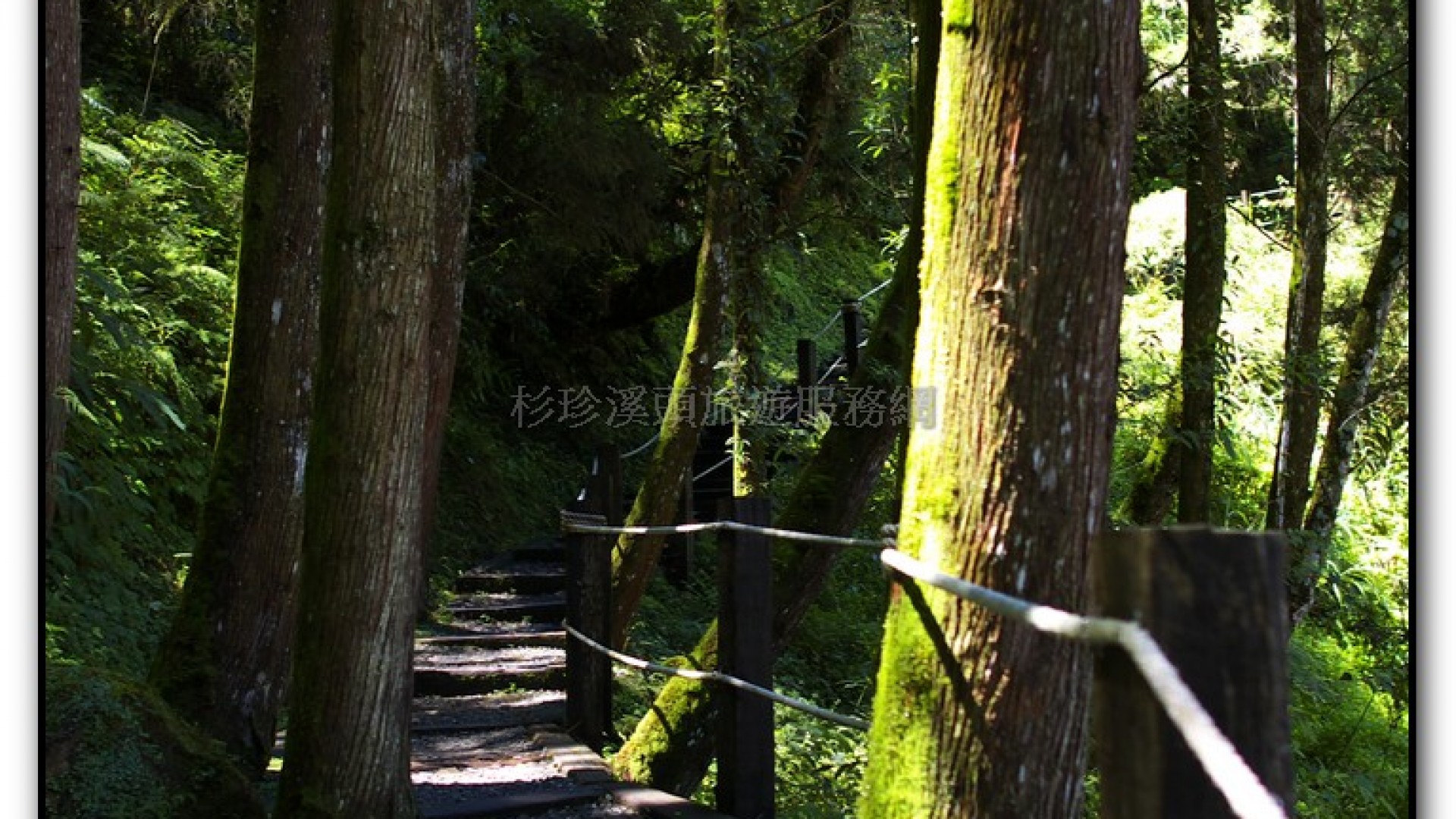 八八吊橋－杉林溪旅遊景點