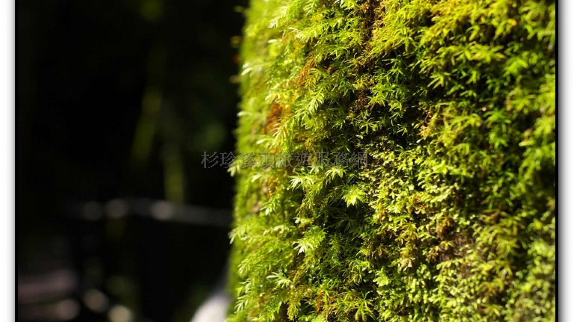 八八吊橋－杉林溪旅遊景點