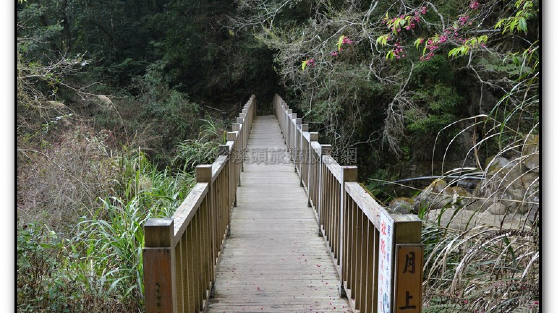 森林公園-杉林溪旅遊景點