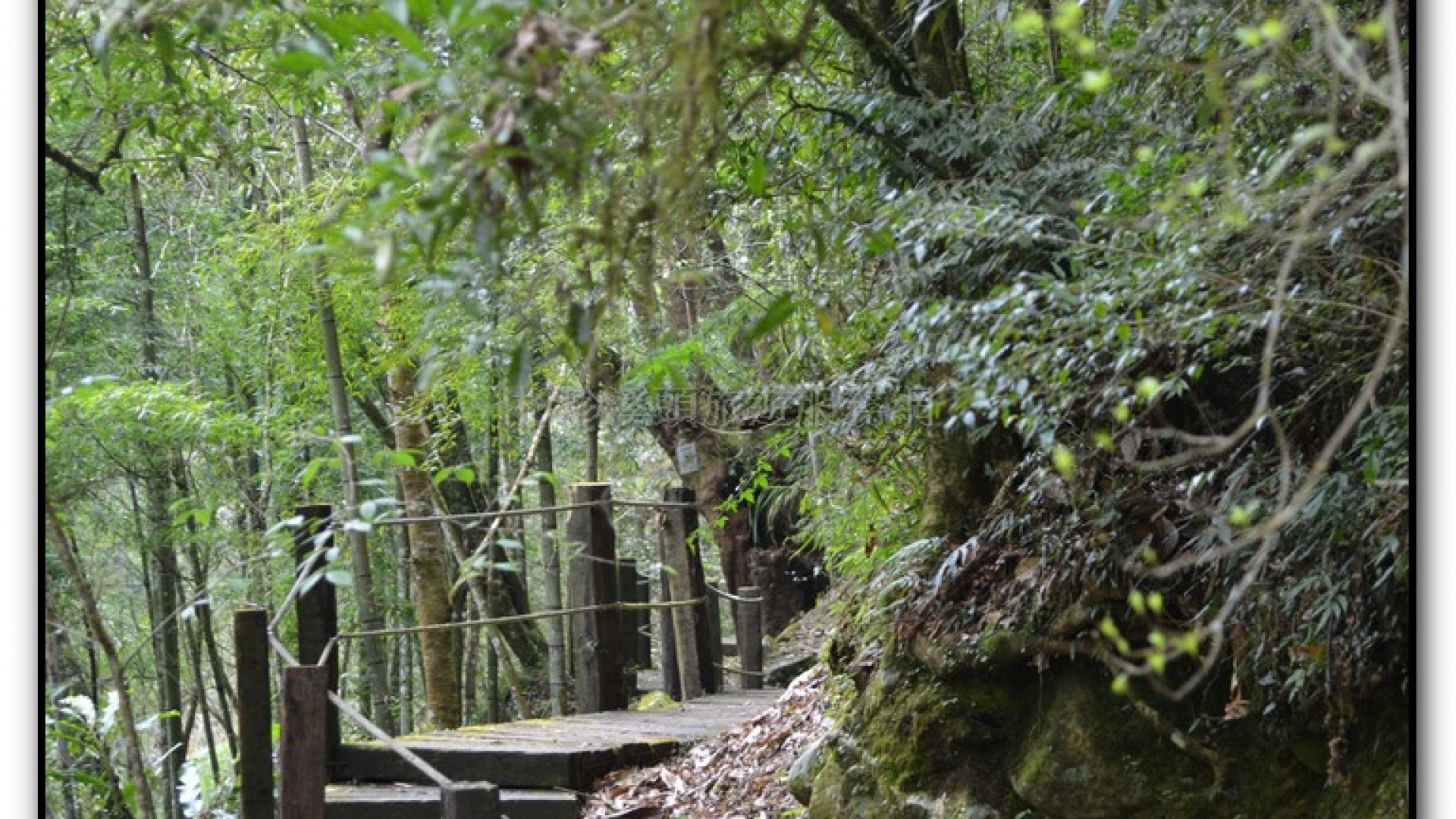 森林公園-杉林溪旅遊景點