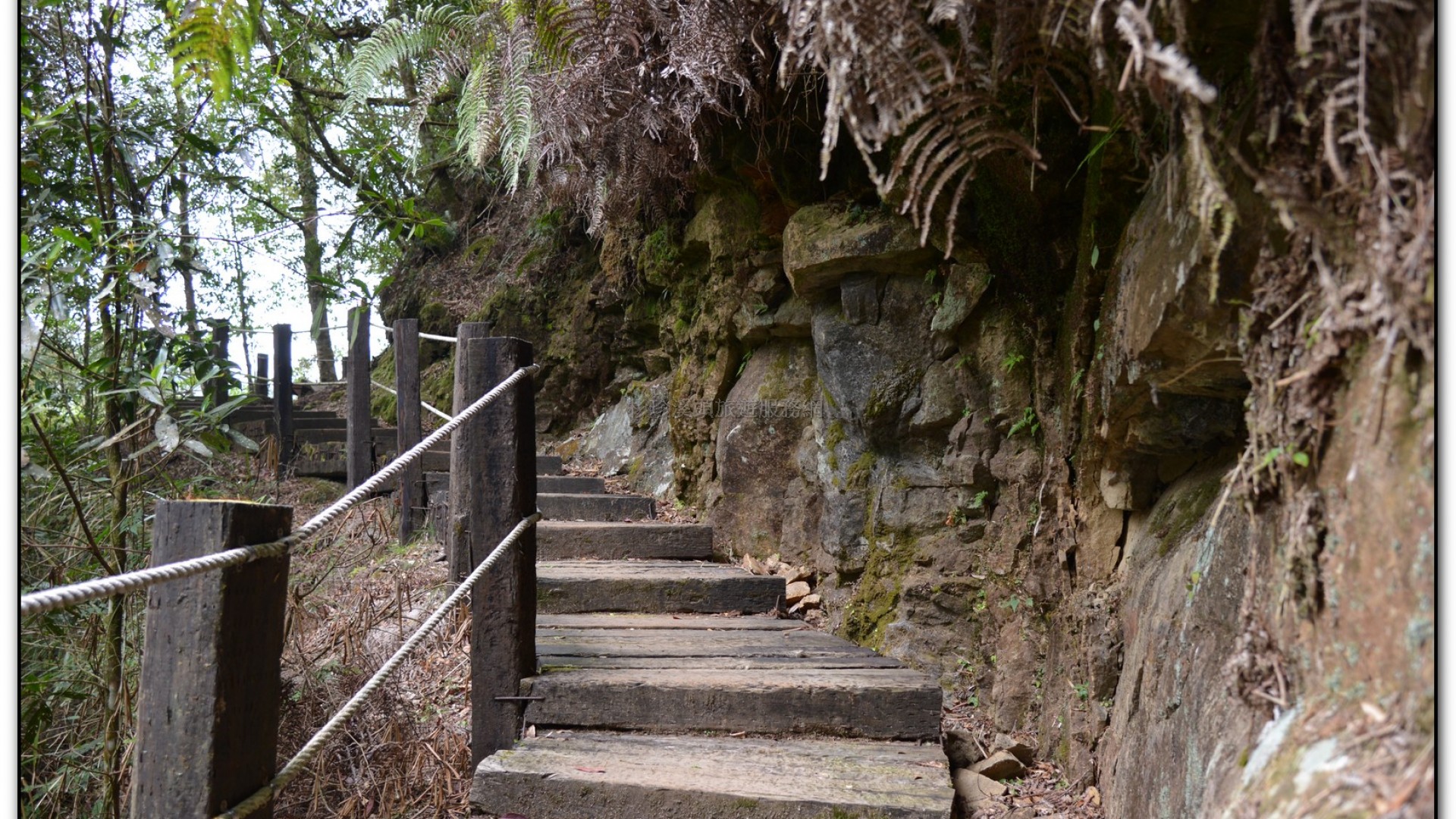 森林公園-杉林溪旅遊景點
