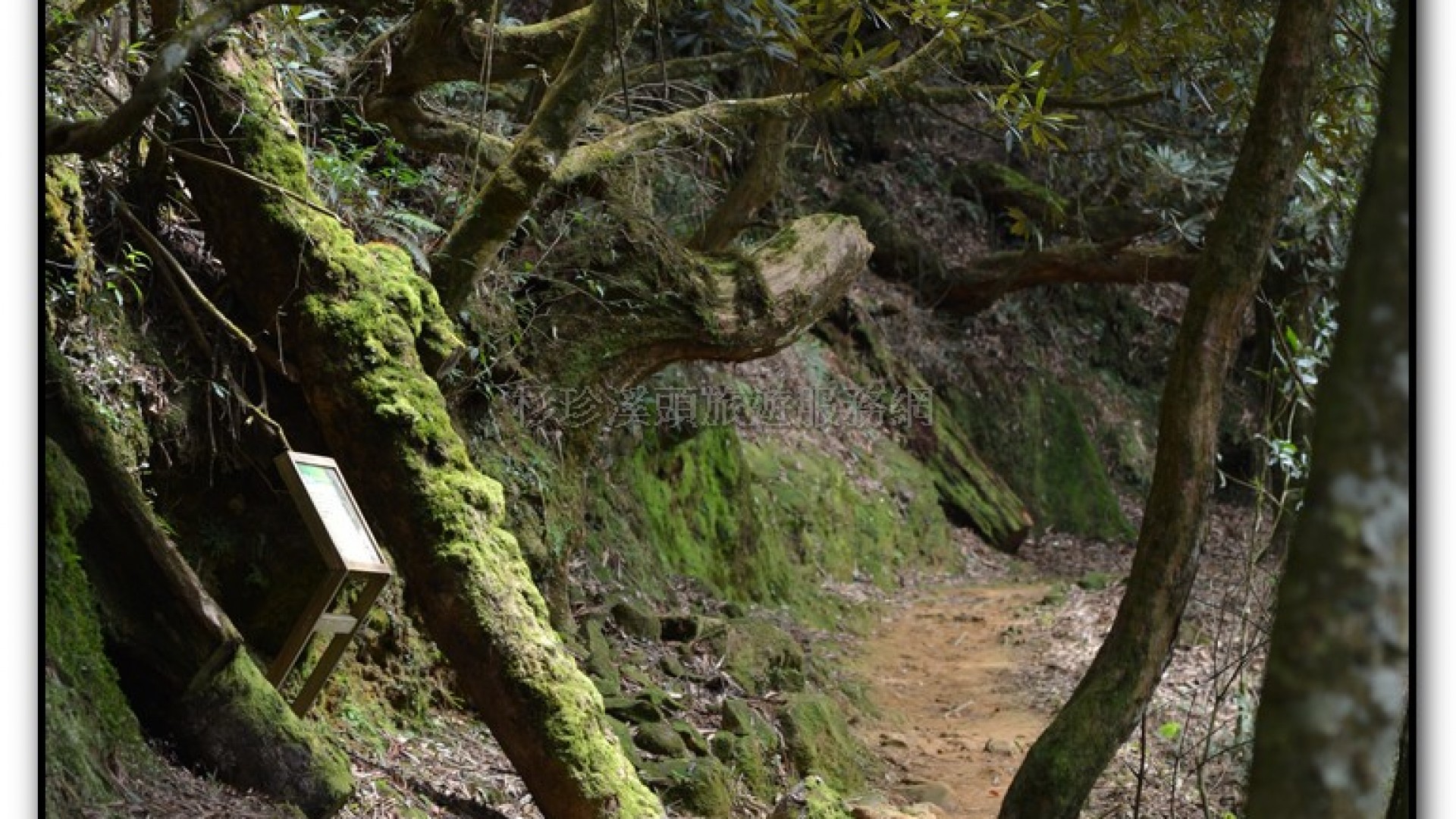 森林公園-杉林溪旅遊景點