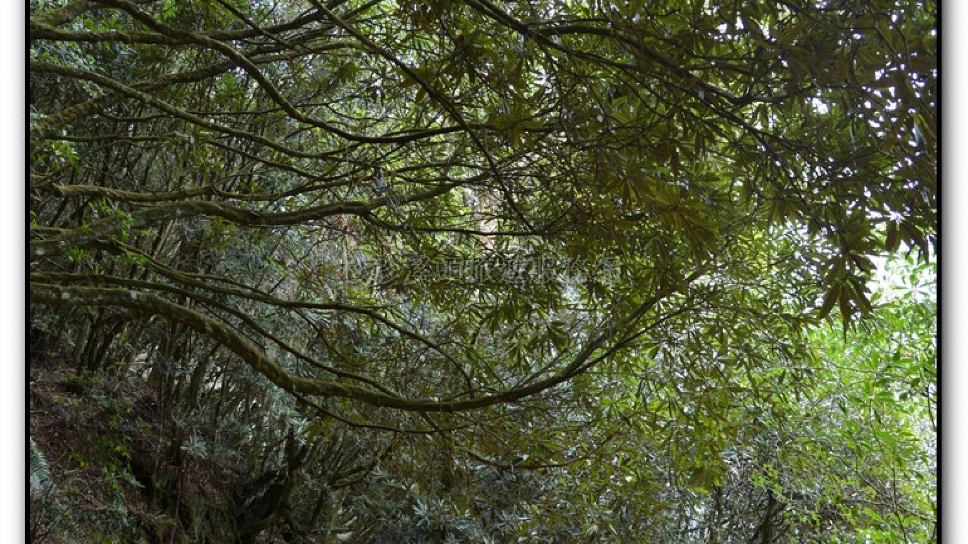 森林公園-杉林溪旅遊景點