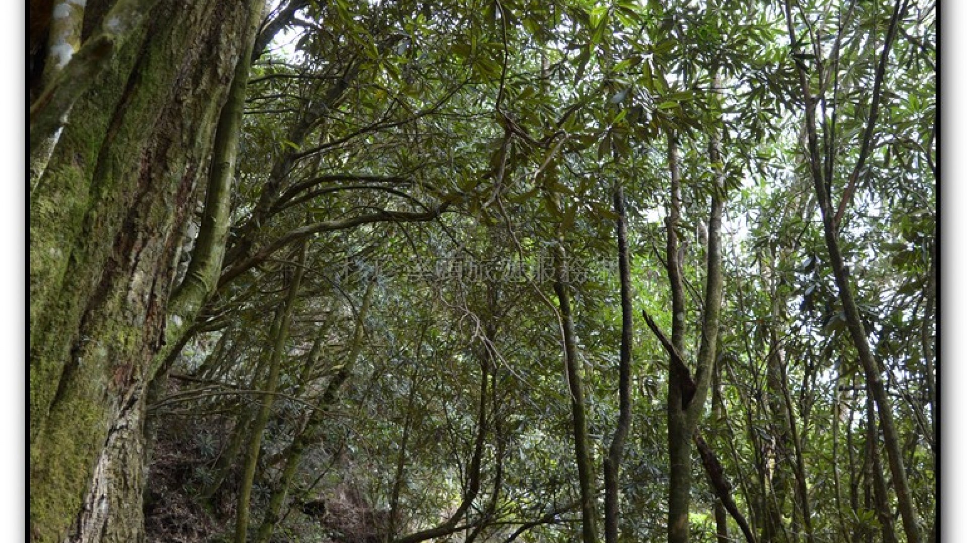 森林公園-杉林溪旅遊景點