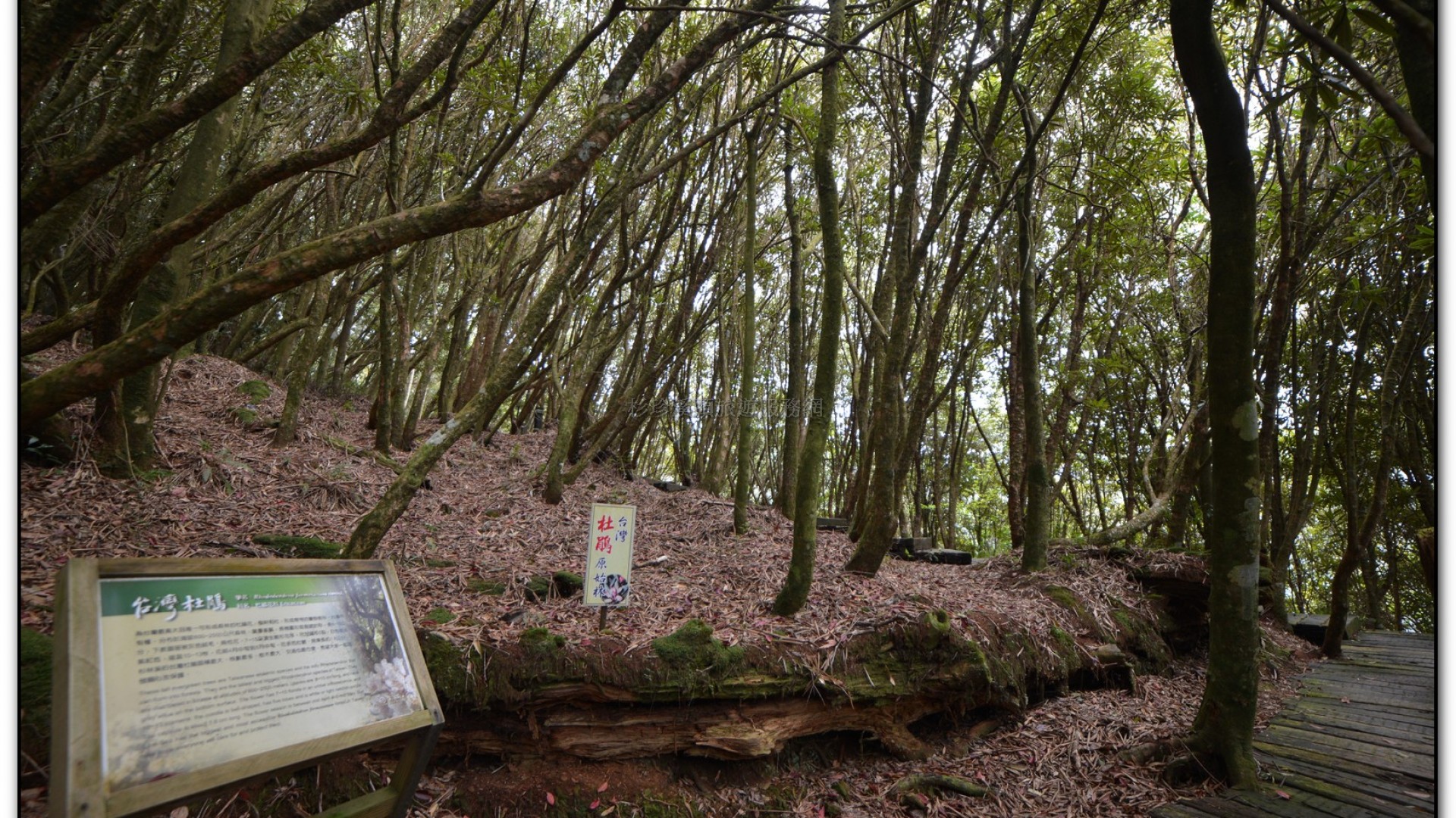 森林公園-杉林溪旅遊景點