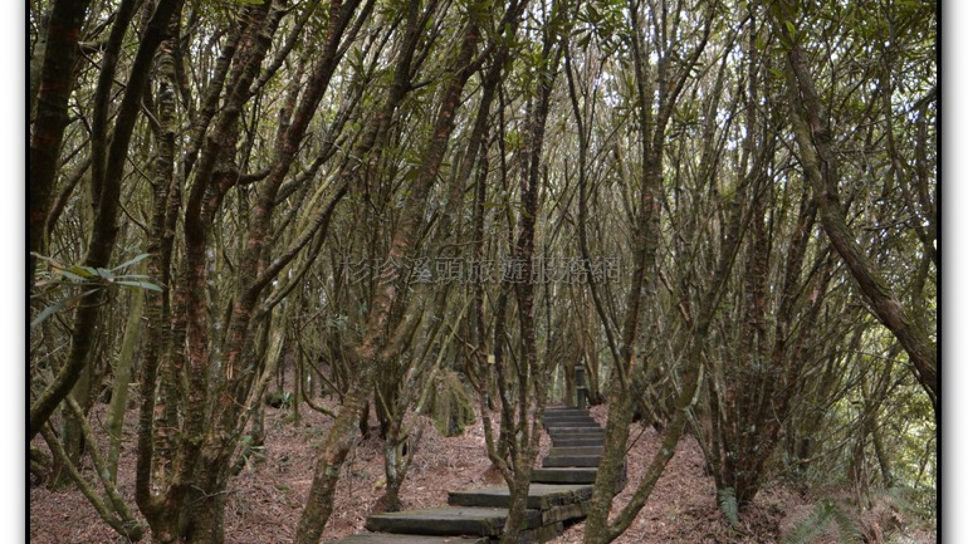 森林公園-杉林溪旅遊景點