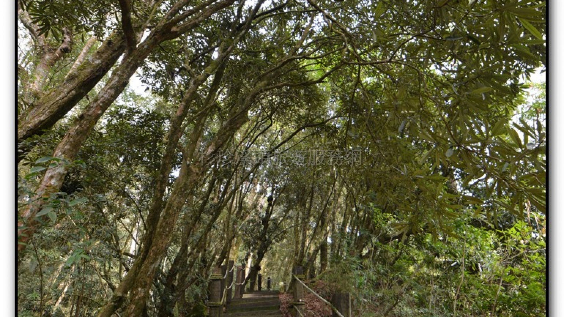 森林公園-杉林溪旅遊景點